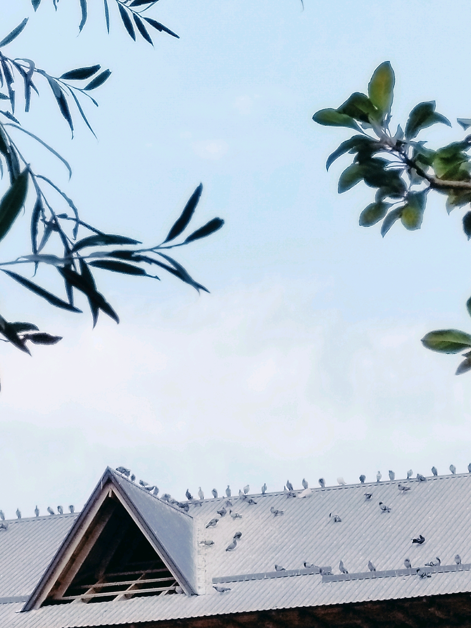 In the city of Kölkent, Kazakhstan, a photograph captures a rooftop scene against a pale blue sky. The roof, made of corrugated metal, is populated by numerous pigeons. A prominent triangular dormer interrupts the roofline on the left side of the frame, revealing wooden structural elements within. Dark green foliage from trees frames the top corners of the image, with branches extending into the sky.