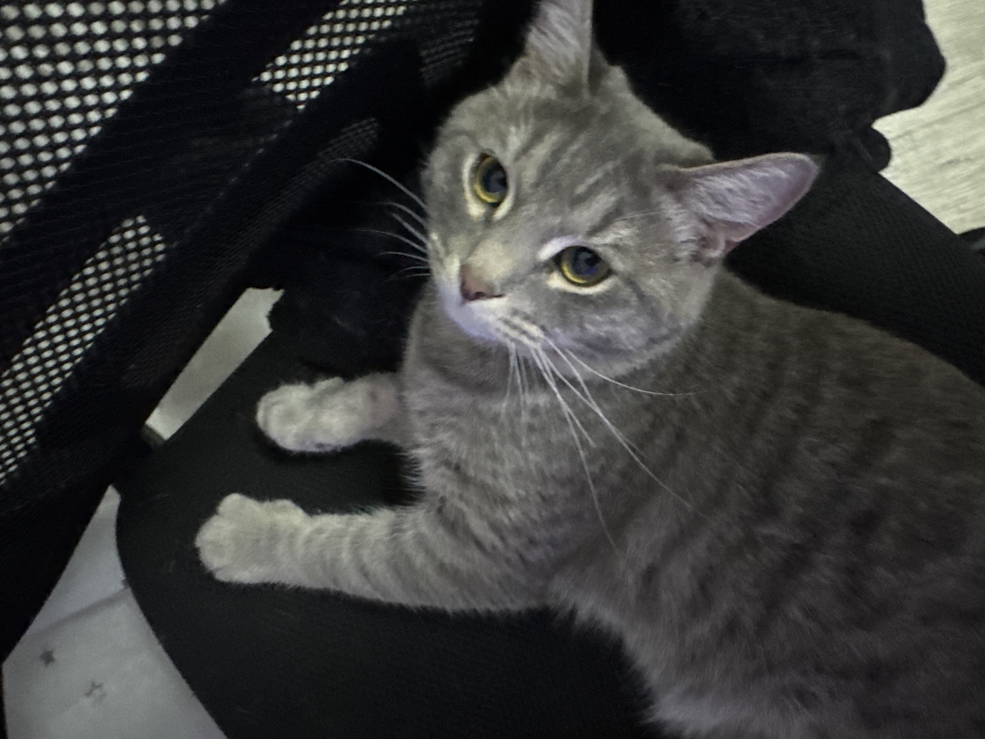 A gray tabby cat is lying on a black office chair. The cat is facing left and looking up and to the left. The chair is in a room with a light-colored floor, partially visible in the background. The chair's mesh back is visible on the left.