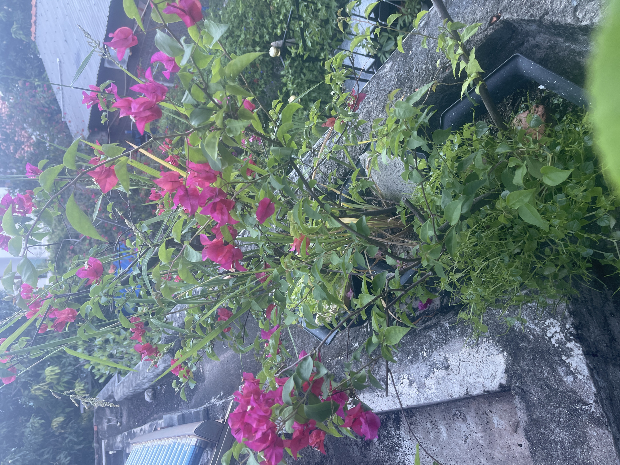 In the city of Phan Thiet Ward, Vietnam, this image depicts a rooftop scene featuring a vibrant Bougainvillea plant with striking magenta bracts and lush green foliage. The plant is potted in dark planters, situated on a weathered concrete ledge. Adjacent to the planters, a blue solar water heater panel is visible. In the background, corrugated metal roofing and other greenery indicate a residential or urban environment. The overall impression is one of nature thriving amidst an urban setting.