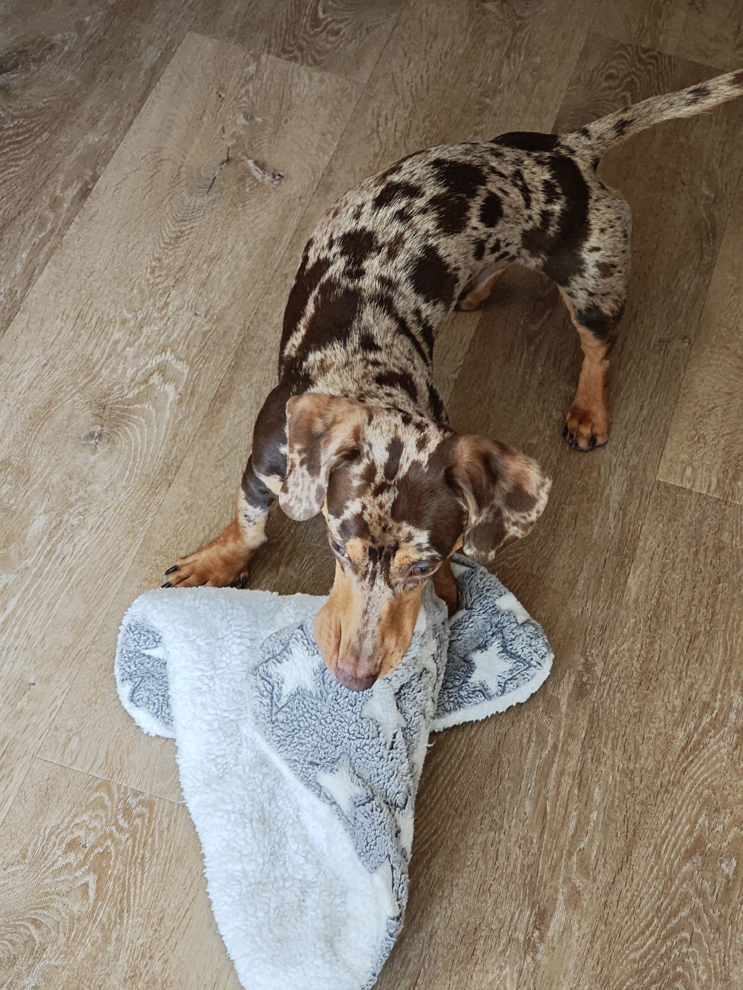 An overhead, medium shot captures a merle dachshund standing on a light brown, wood-grain floor, interacting with a white and grey fluffy blanket adorned with a star pattern. The dog's body is elongated, characteristic of its breed, with a mottled coat of brown and grey patches. Its head is lowered, focused on the blanket, with floppy ears and expressive eyes. One front paw rests on the blanket, while the other is slightly bent. The blanket is partially folded and lies on the floor. The background consists of the wooden floorboards, showing natural wood grain and slight variations in color. The lighting appears to be from above, casting subtle shadows. The scene is indoors, in an environment that could be a home. There is no indication of the specific location within Locking Parklands, United Kingdom, as the image lacks any identifiable landmarks or contextual clues.