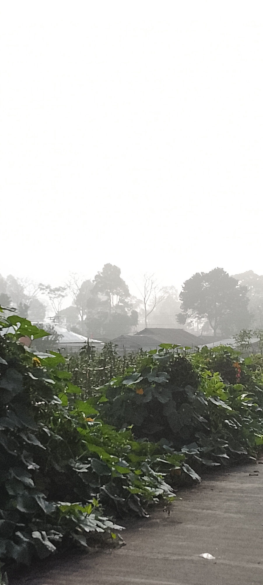 This is a vertical, eye-level, medium shot of a lush garden on a foggy morning in Padang Dalom, Indonesia. The foreground is dominated by dense green foliage of plants, possibly pumpkin vines, with large, heart-shaped leaves and some visible yellow flowers. The plants line the edge of a paved pathway made of asphalt in the bottom right corner. Beyond the garden, in the mid-ground, are several low-lying structures with dark, angled roofs, likely houses or sheds, partially obscured by the dense vegetation. In the background, a line of trees, some bare and others with leaves, are silhouetted against a very hazy, bright white sky, indicating heavy fog or mist. The overall atmosphere is tranquil and somewhat subdued due to the overcast conditions. No people are visible in the image.