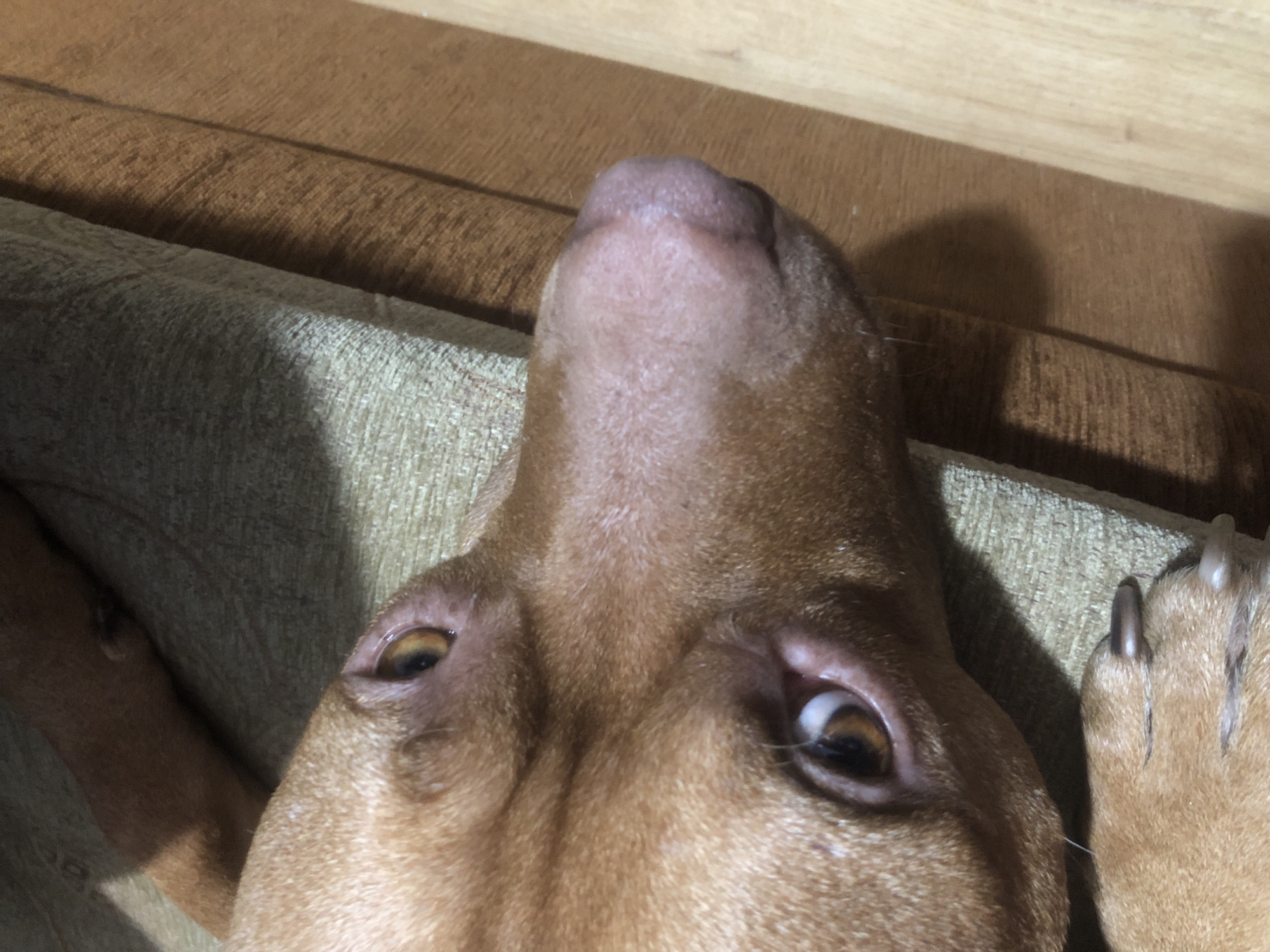 A close-up, upside-down view of a reddish-brown dog's face. The dog is lying down, possibly on a couch or bed, as indicated by the fabric texture beneath and to the side of its head. The background includes what appears to be a wooden surface. The dog's eyes are open, and its nose is prominent in the center of the frame. A paw with claws is visible on the right side of the image. There is no discernible information to determine if the image was taken in Sofia, Bulgaria.