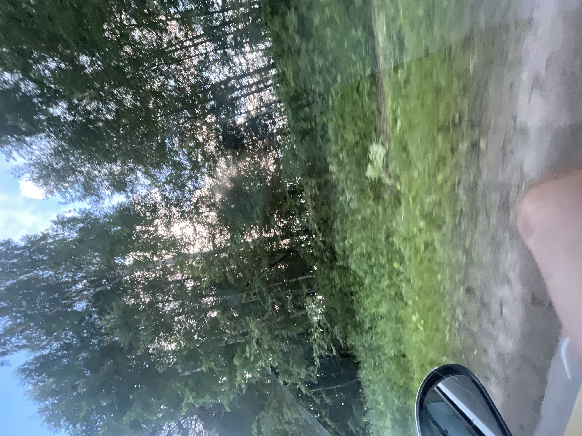The image captures a view from a moving vehicle, likely traveling along a rural road in or near the city of Kamtskoye, Russia. Tall, slender trees, appearing to be birch trees based on their light bark and dense foliage, dominate the scene, creating a dense forest lining the roadside. Sunlight filters through the leaves, creating dappled light and highlighting the bright blue sky peeking through the canopy. The lower portion of the image shows lush green undergrowth and tall grass, typical of a summer landscape in this region. A side-view mirror of the vehicle is visible in the lower left corner, reflecting the surrounding greenery and sky, indicating the perspective of someone observing the scenery from inside the car. The ground, or road surface, is a muted grey-brown, suggesting a dirt or gravel road. A portion of a person's limb, likely an arm or leg, is visible in the foreground, also indicating the presence of a person within the vehicle. The overall impression is one of a journey through a natural, forested environment in Russia.