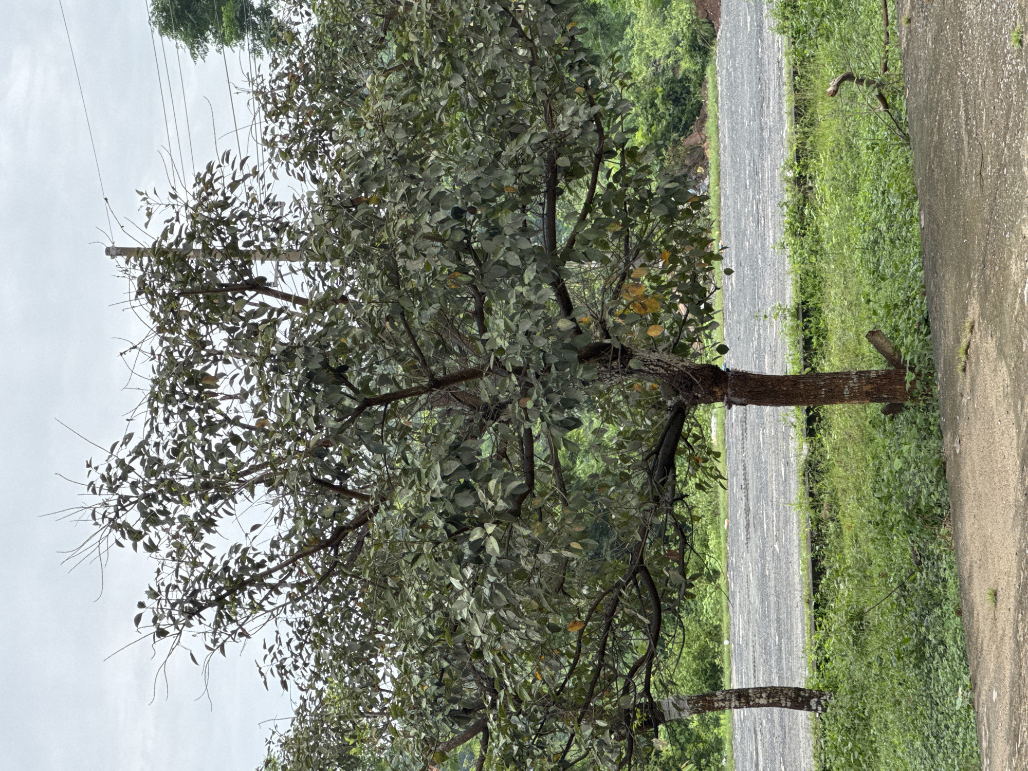 The image depicts an outdoor scene with two trees in the foreground, possibly in Lao Bảo Commune, Vietnam. The tree on the right is larger and closer to the viewer, with a thick, brown trunk and a dense canopy of dark green leaves. The tree on the left is smaller and further away, with a lighter colored trunk. Both trees have branches extending outwards, some appearing dry and bare.
Behind the trees, a gray, gravel-covered area is visible, which could be a road or a parking lot. Beyond that, lush green vegetation and trees form the background. The sky is overcast with a pale, cloudy sky. Power lines are visible stretching across the top of the image, supported by a utility pole. There are no people or animals clearly visible in the image. The overall impression is a natural, somewhat untamed environment with signs of human infrastructure present.