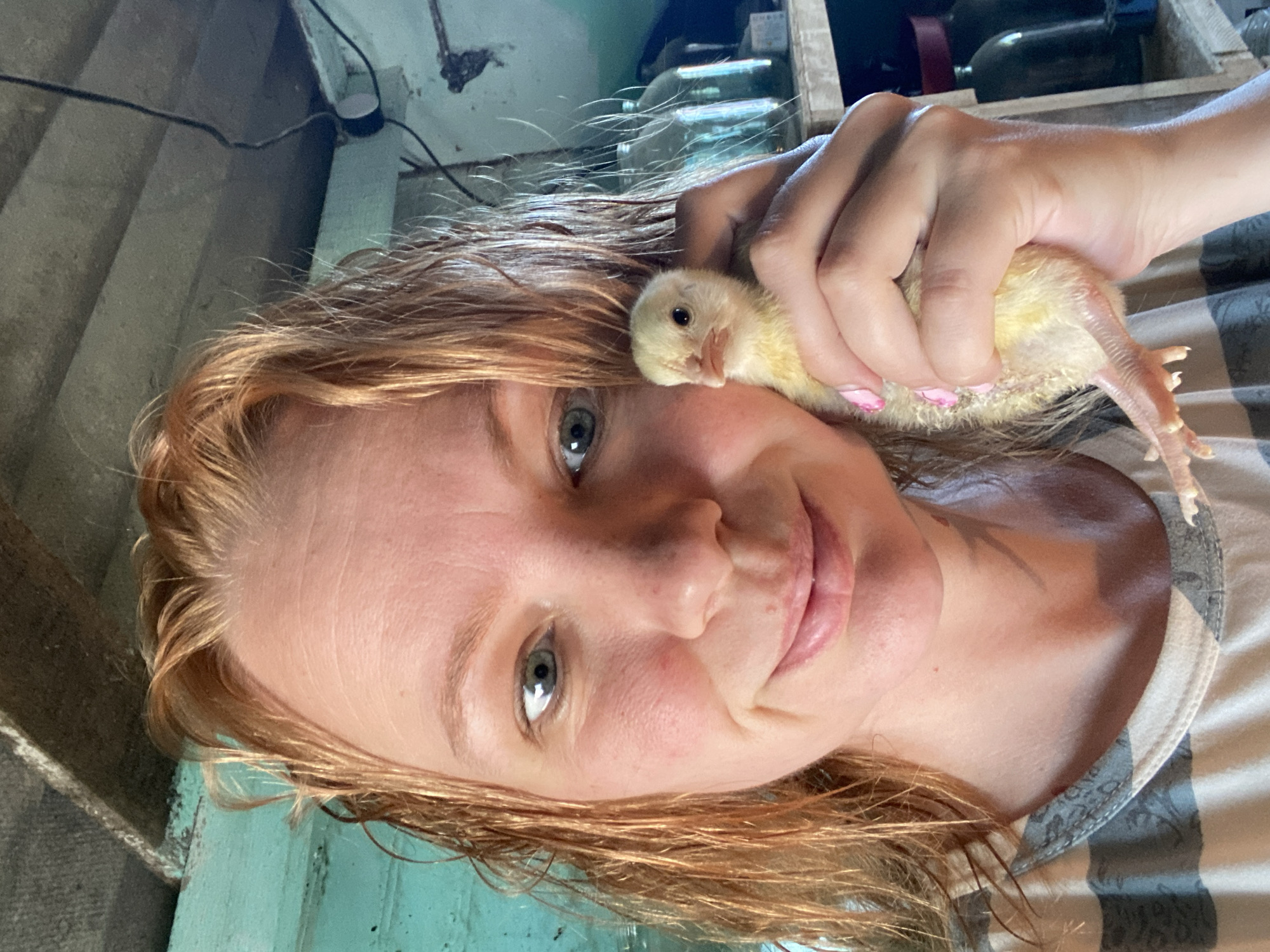 A woman with reddish-blonde hair pulled back is holding a yellow chick in her right hand. She is looking towards the camera with a slight smile. The background appears to be an interior space with a rustic wooden ceiling, turquoise painted walls, and shelves with glass jars. The woman is wearing a striped shirt. The chick is small and fluffy, with its feet visible.
