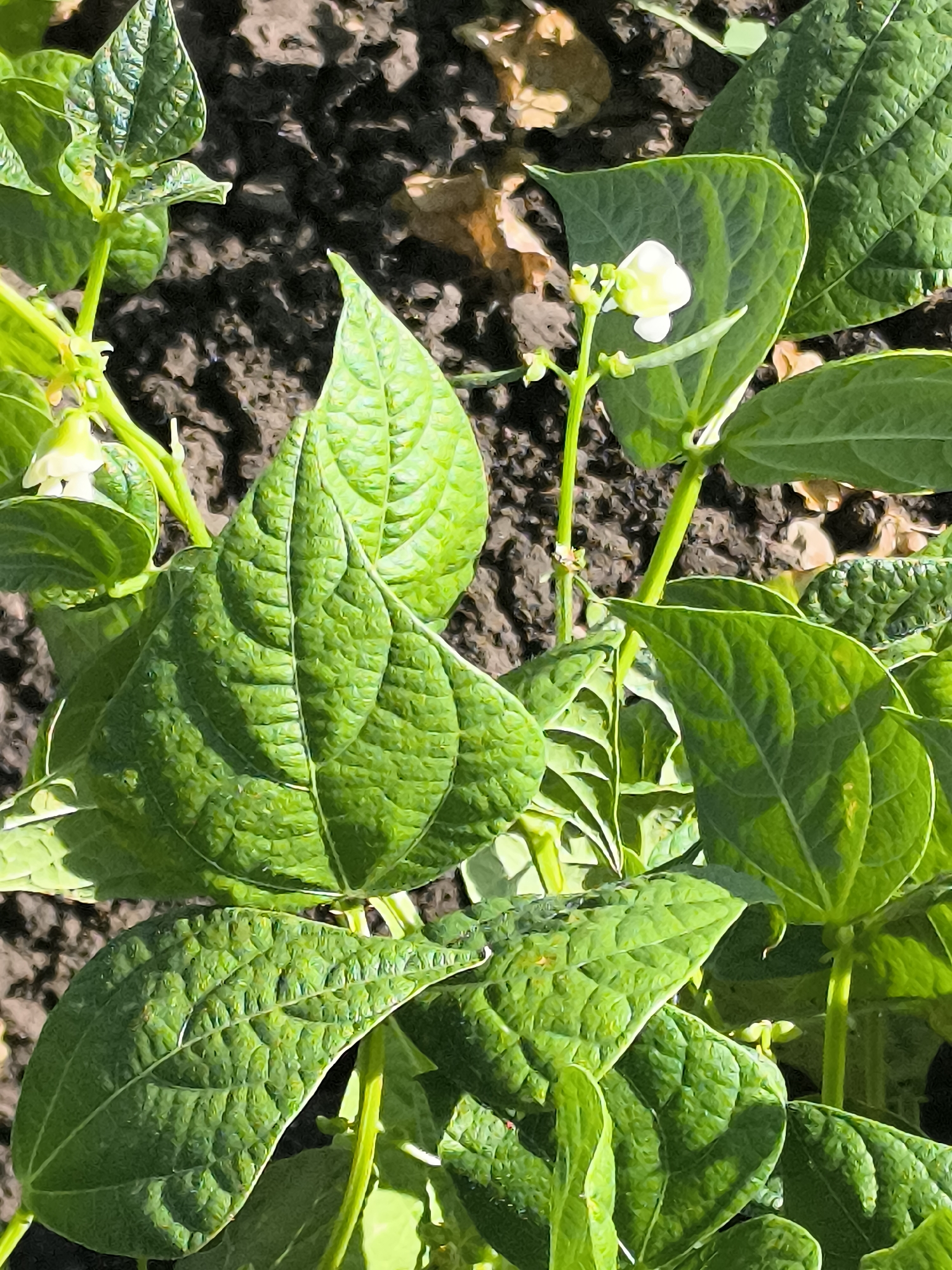 In Dobrogea Veche, Moldova, a close-up shot focuses on a cluster of green bean plants. The plants exhibit lush, vibrant green leaves with prominent veins, some appearing slightly textured or puckered. Among the foliage, a delicate white bean flower is visible, accompanied by small buds. The background consists of dark, rich soil, with hints of dry leaves and other organic matter scattered across its surface, suggesting an outdoor garden environment. The lighting suggests daylight, with shadows cast by the leaves, indicating a sunny day. There are no people or animals present in the image.