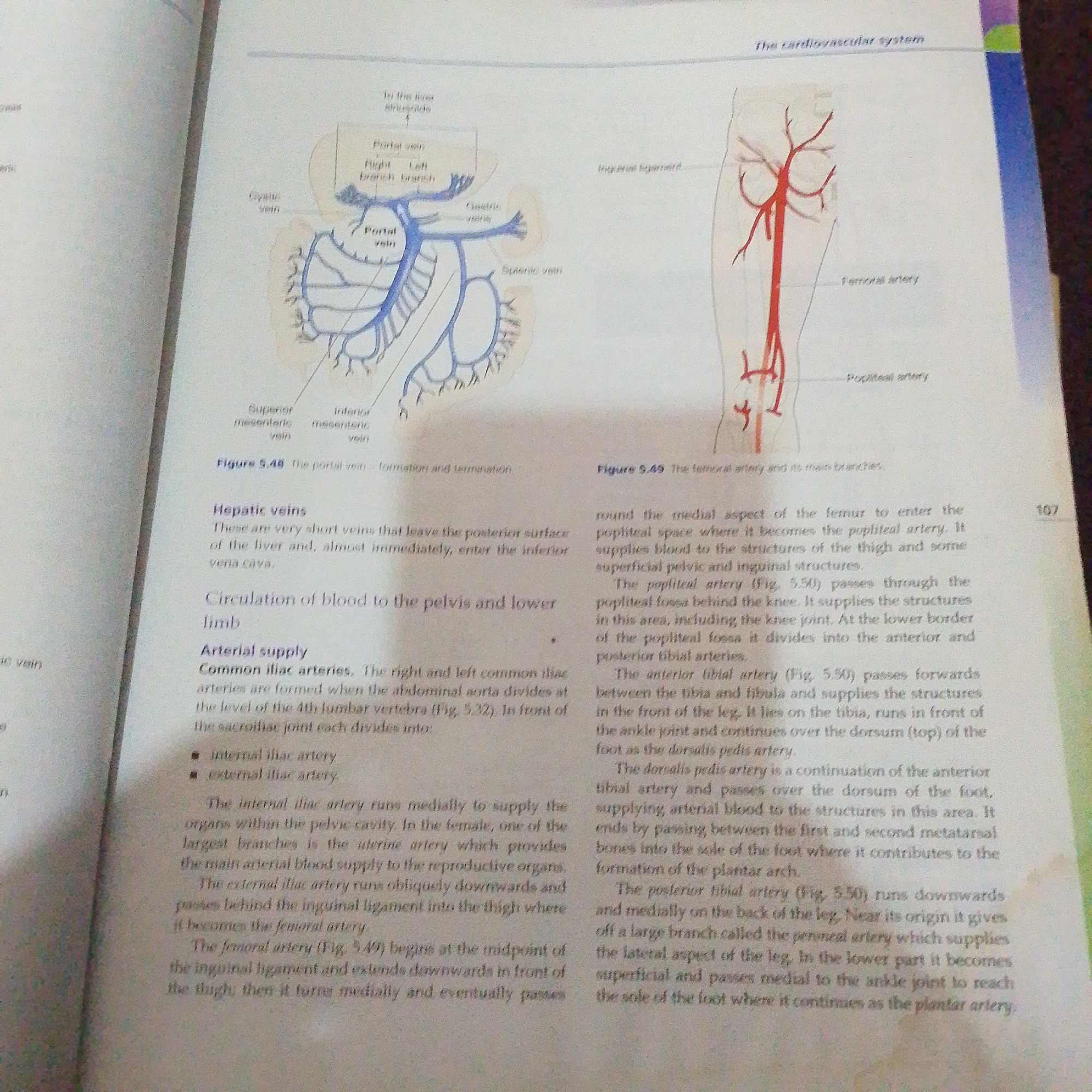 The image displays two anatomical illustrations. The left illustration shows a diagram of the portal vein system. The right illustration depicts the arterial supply to the leg, specifically the femoral artery and its branches. The text accompanying the illustrations discusses hepatic veins, circulation of blood to the pelvis and lower limb, and the arterial supply, detailing the common iliac arteries, internal and external iliac arteries, femoral artery, popliteal artery, anterior tibial artery, dorsalis pedis artery, and posterior tibial artery. There is no information in the image or text that relates to Jalingo, Nigeria, or any forensic details.