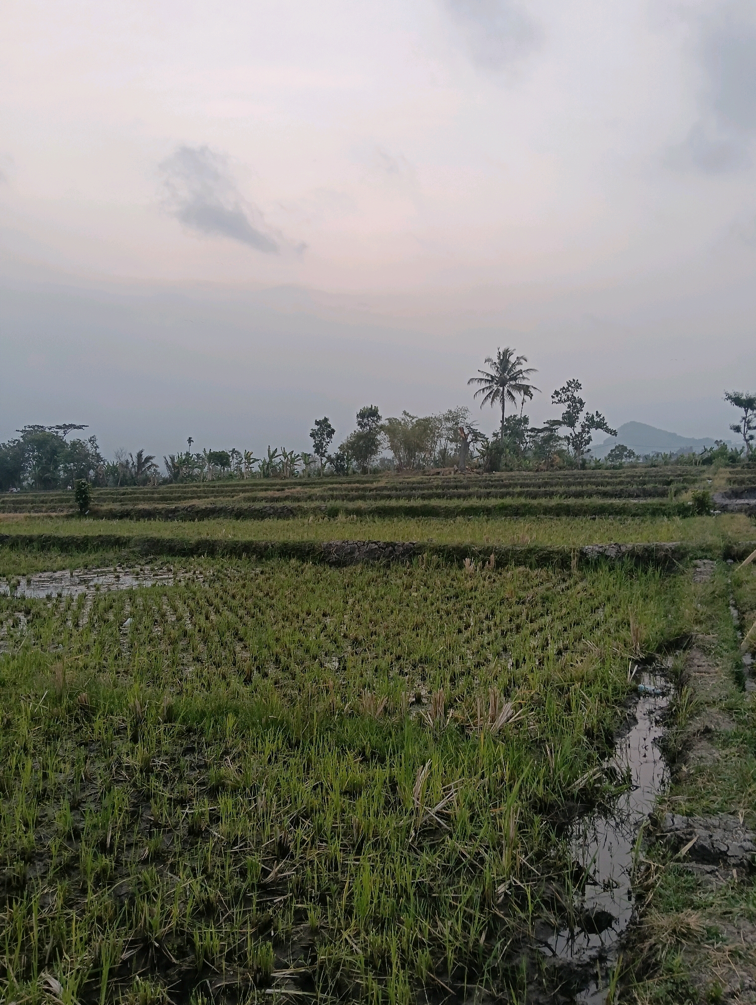 A view of terraced rice paddies in Ampeldento, Indonesia, under a cloudy, pale sky. The foreground shows partially harvested rice stalks and muddy water. The middle ground features several levels of green rice paddies, separated by raised earth or stone walls. In the background, a line of trees, including a prominent palm tree, stretches across the horizon, with a faint mountain range visible in the distance. The scene appears to be captured during either early morning or late afternoon.