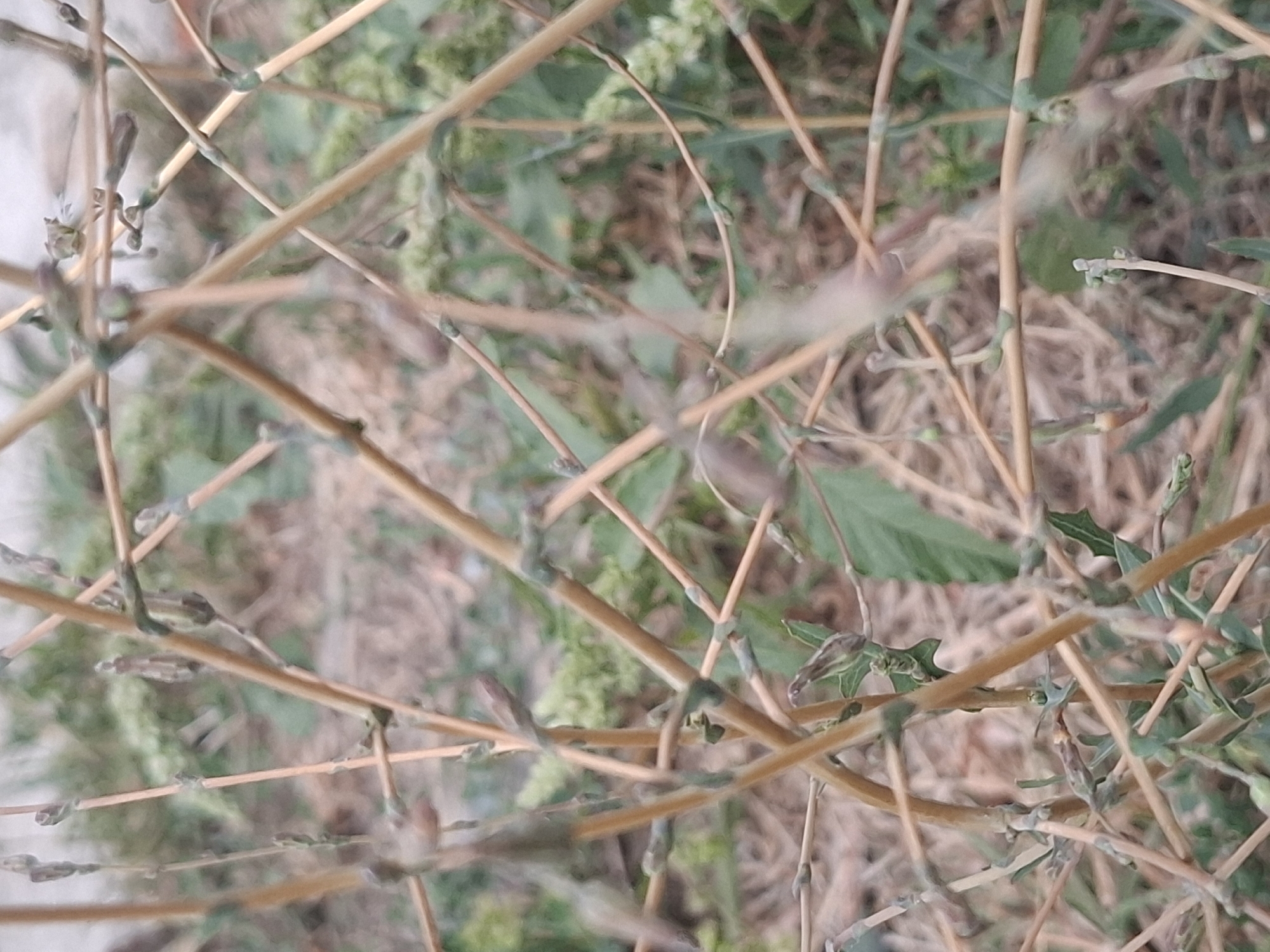 The image depicts a close-up view of dry, tangled plant stems with small green buds or leaves. The stems are thin and brittle-looking, with a light brown or straw color. They are crisscrossed in a dense network, obscuring much of the background. The background consists of dry, light-colored earth or leaf litter, with some blurred green foliage visible in patches. There are no people or identifiable man-made objects in the image. The overall impression is of a natural, somewhat unkempt area. The image does not contain enough information to determine a specific location within Almaty, Kazakhstan, or any specific details about people, subjects, objects, actions, interactions, or the environment beyond the immediate plant life and ground cover.