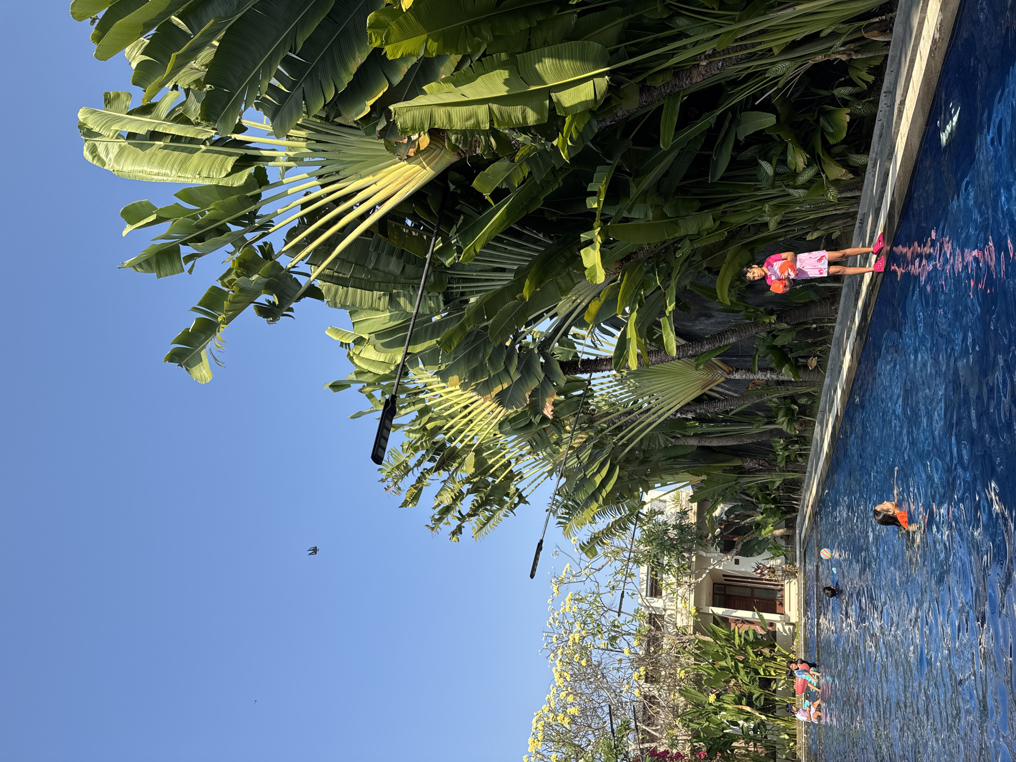 The image depicts a bright, sunny day at a swimming pool in Denpasar, Indonesia. A young girl in a pink swimsuit and matching pink shoes stands at the edge of the pool, holding an orange toy. Several other children are visible in the pool, some swimming and others playing. The pool is surrounded by lush green tropical vegetation, including tall palm trees with large, fan-shaped leaves. In the background, there is a building with a white exterior and a red-tiled roof, surrounded by more greenery. The sky is a clear, vibrant blue with two small, dark objects that appear to be drones flying in the distance. The overall scene is one of leisure and outdoor activity in a tropical setting.