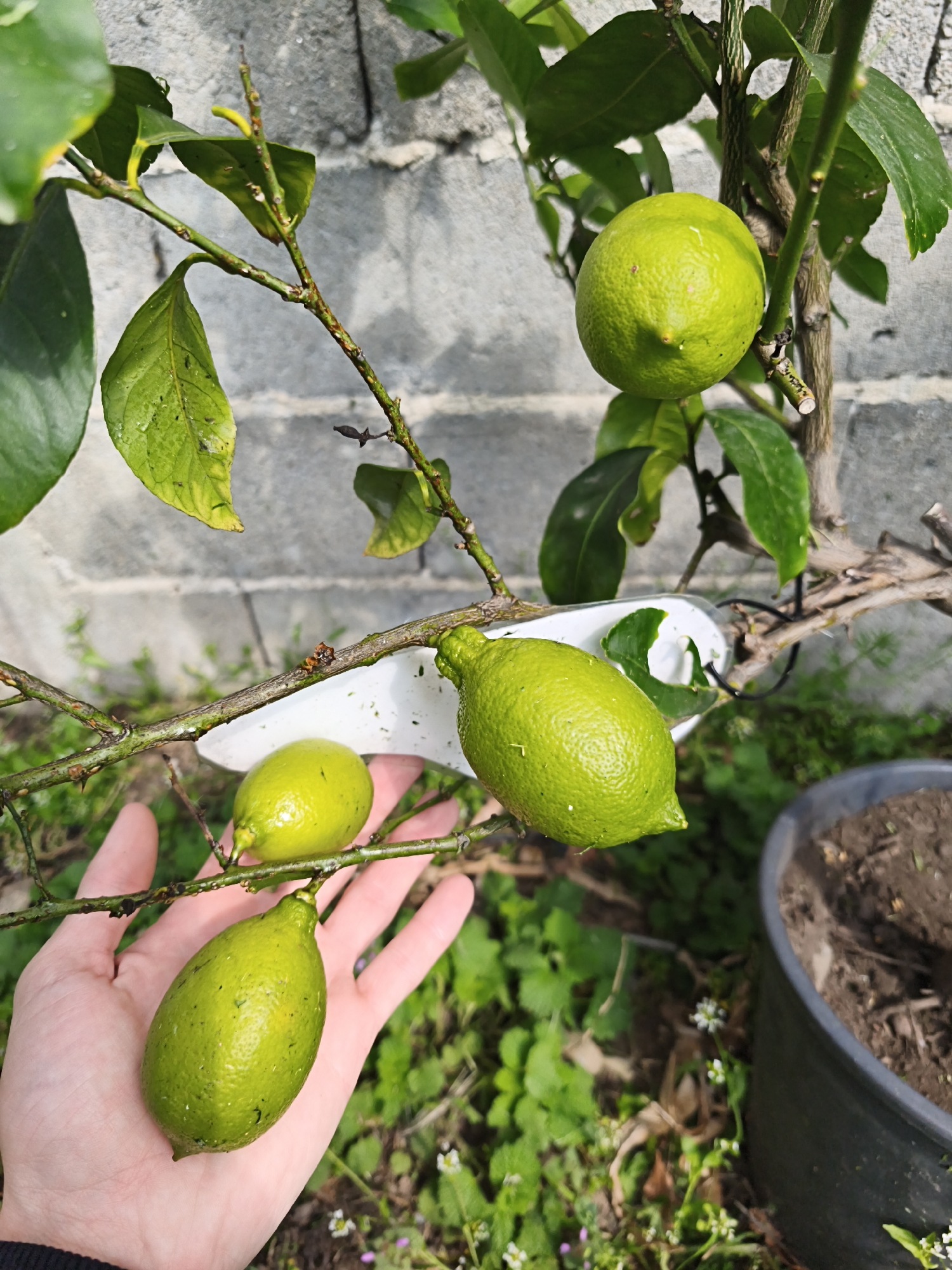A close-up shot captures a lemon tree in a container. Four green lemons of varying sizes hang from a branch held by a light-skinned hand. The background includes a gray cinder block wall, green vegetation, and a black plastic container filled with dark soil. The location is not identifiable.