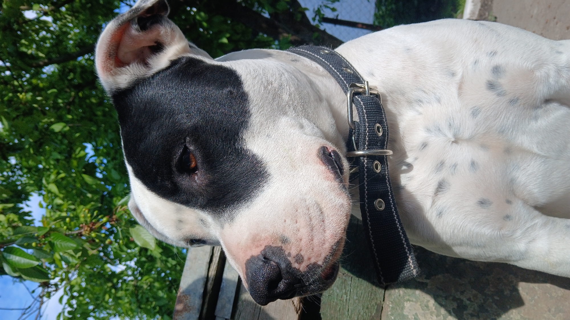 A close-up, angled shot focuses on a white dog with black markings, wearing a black collar with a silver buckle. The dog is lying on a surface that appears to be made of wood. The foreground includes green foliage and possible wooden boards. The city location is unknown.