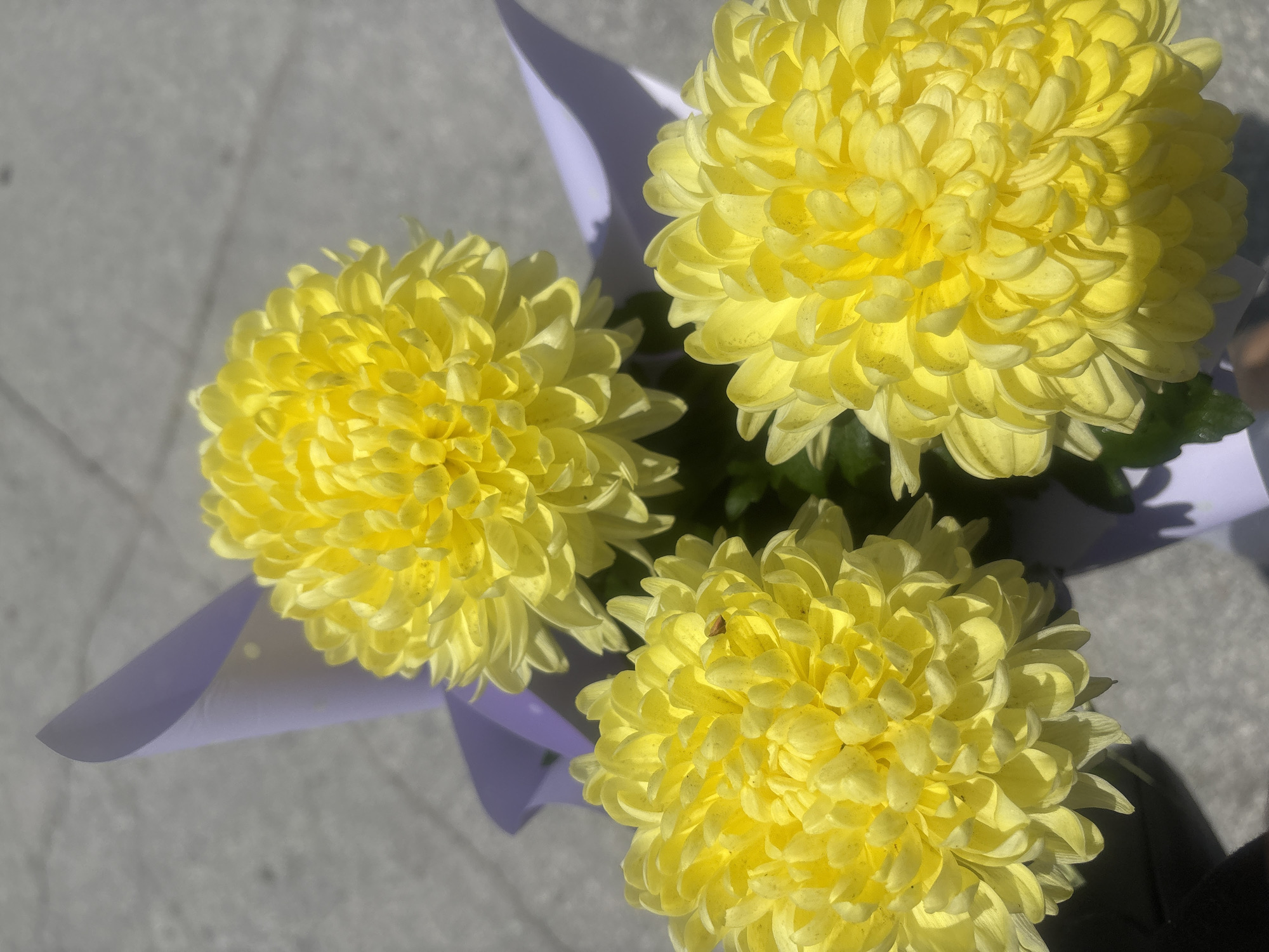 Three bright yellow chrysanthemums are arranged in a bouquet, wrapped in pale purple paper. The flowers are in full bloom, with tightly packed petals creating a spherical shape. The bouquet is set against a backdrop of a paved surface, likely a sidewalk or street, which appears to be in Strelcha, Bulgaria. The lighting suggests it is daytime, with strong shadows cast by the flowers and paper wrapping. The image is a close-up shot, focusing on the textures and vibrant colors of the flowers. There are no people or visible actions in the frame.