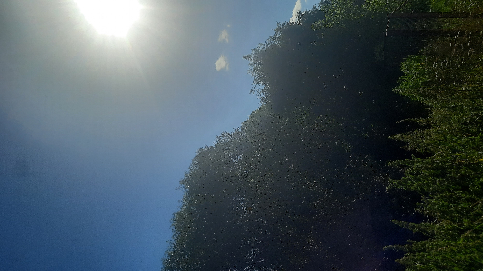 The image depicts an outdoor scene under a bright, sunny sky, with the sun positioned in the upper right corner, creating a lens flare effect. The sky is a vibrant blue, with a few small, wispy clouds. The majority of the image is dominated by the dense, dark green foliage of trees and other vegetation, casting a shadow over the lower part of the scene. In the foreground, there is a patch of tall, green plants, possibly weeds or tall grasses, interspersed with smaller white flowers. To the right, a section of a metal fence is visible, with a single, rusty post supporting it. The overall impression is one of a rural or semi-rural environment, likely in Belarus, given the location specified. There are no people or animals visible in the image. The scene appears to be a snapshot of nature on a clear, sunny day.