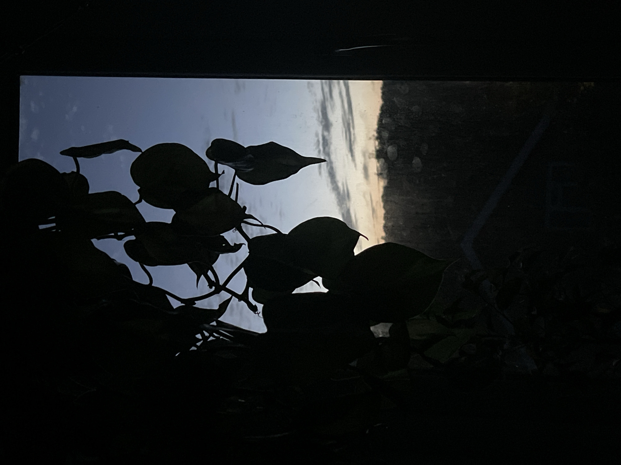 The image is a photograph taken from inside a dark room looking out through a window. In the foreground, silhouetted against the window, is a large houseplant with heart-shaped leaves. The plant appears to be hanging or trailing, with some leaves obscuring the view.
The window looks out onto a twilight sky, with a gradient of blue to pale yellow or orange near the horizon, suggesting either sunrise or sunset. Wispy clouds are visible in the sky. Below the sky, a dark, blurry landscape can be seen, with what appears to be trees or foliage. In the lower part of the visible landscape, a dark, angular shape could be interpreted as the roof of a building.
The overall impression is one of a calm, quiet scene, possibly depicting the start or end of the day. There are no people or animals visible in the image. The quality of the image is somewhat soft, with some light reflections or smudges on the windowpane adding to the atmosphere. There is no specific indication of the location within Maidstone, United Kingdom, but the scene suggests a residential or semi-rural setting.