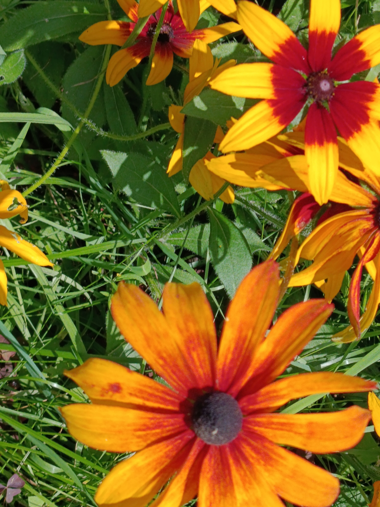 The image shows a close-up view of several black-eyed Susan flowers with orange and red petals, set against a backdrop of green grass. One flower is particularly prominent in the foreground, its dark center and vibrant petals filling the lower half of the frame. Other flowers are visible in the background, some in focus and others blurred, creating a layered effect. The grass is lush and appears to be in direct sunlight, casting shadows on some of the flowers and leaves. There are no people or animals in the image. The scene is a natural outdoor environment, likely a garden or meadow. The specific location in the city of Верея, Russia, is not discernible from the image itself.