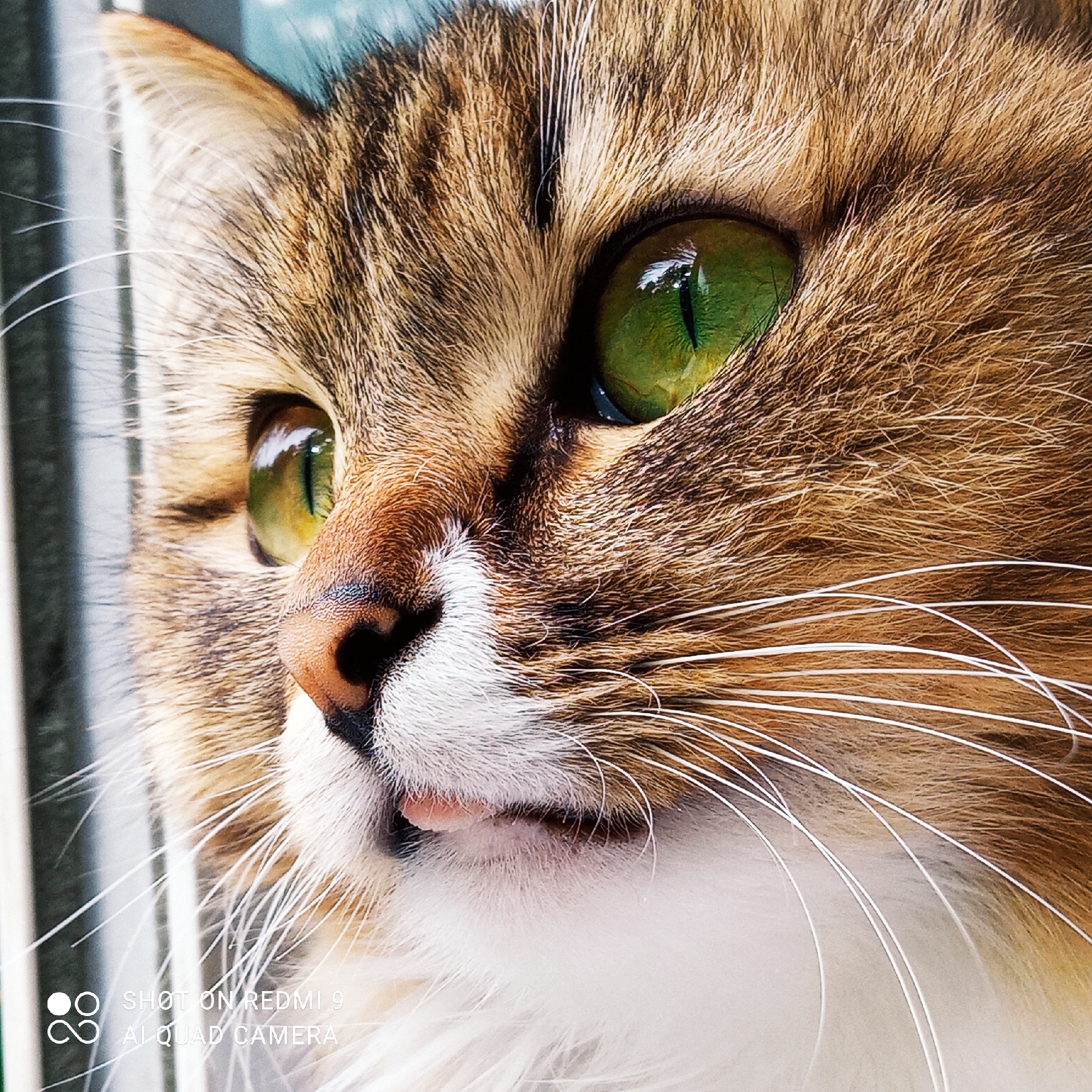 A close-up, eye-level shot captures the left side of a tabby cat's face, looking attentively to its left. The cat's fur is a rich mix of brown, black, and golden-ginger stripes, with prominent white fur around its muzzle and chest, extending into long, white whiskers that fan out from its cheeks. Its most striking feature is its large, luminous emerald green eyes, which show bright reflections, suggesting a natural light source, possibly a window, illuminating its face. One eye is fully visible, while the other is partially obscured by the bridge of its nose. The cat's pinkish-brown nose is slightly visible, and its mouth is slightly agape, revealing a tiny hint of a pink tongue. The background is softly blurred, showing vertical elements that resemble window frames or blinds in muted shades of blue, green, and gray, indicating the cat is likely indoors looking out. The lighting is bright and natural, highlighting the texture of the cat's fur and the vivid color of its eyes. In the bottom left corner, white text reads "SHOT ON REDMI 9" and "AI QUAD CAMERA". The photograph was taken in Chaikovsky, Russia.