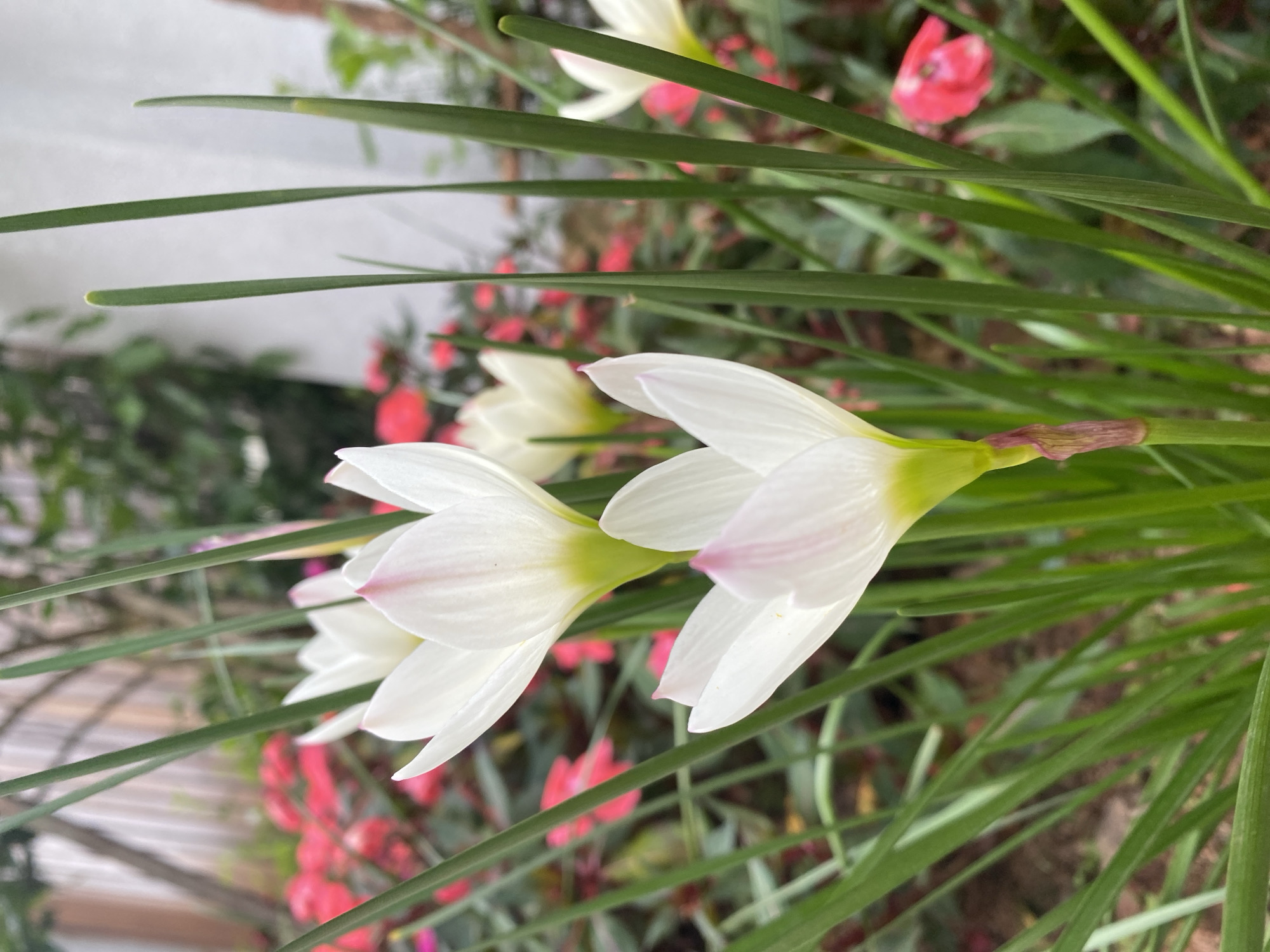 The image depicts a close-up view of several white rain lilies with delicate pink streaks at the tips of their petals. These flowers are surrounded by lush green grass-like leaves. In the blurred background, red flowers and foliage are visible, suggesting a garden setting. The lighting appears to be natural, likely daylight. The scene is devoid of any human presence or discernible activity. The overall impression is one of natural beauty and tranquility. The location is specified as Lâm Viên - Đà Lạt, Vietnam, a city known for its pleasant climate and beautiful gardens, which aligns with the visual elements of the photograph.