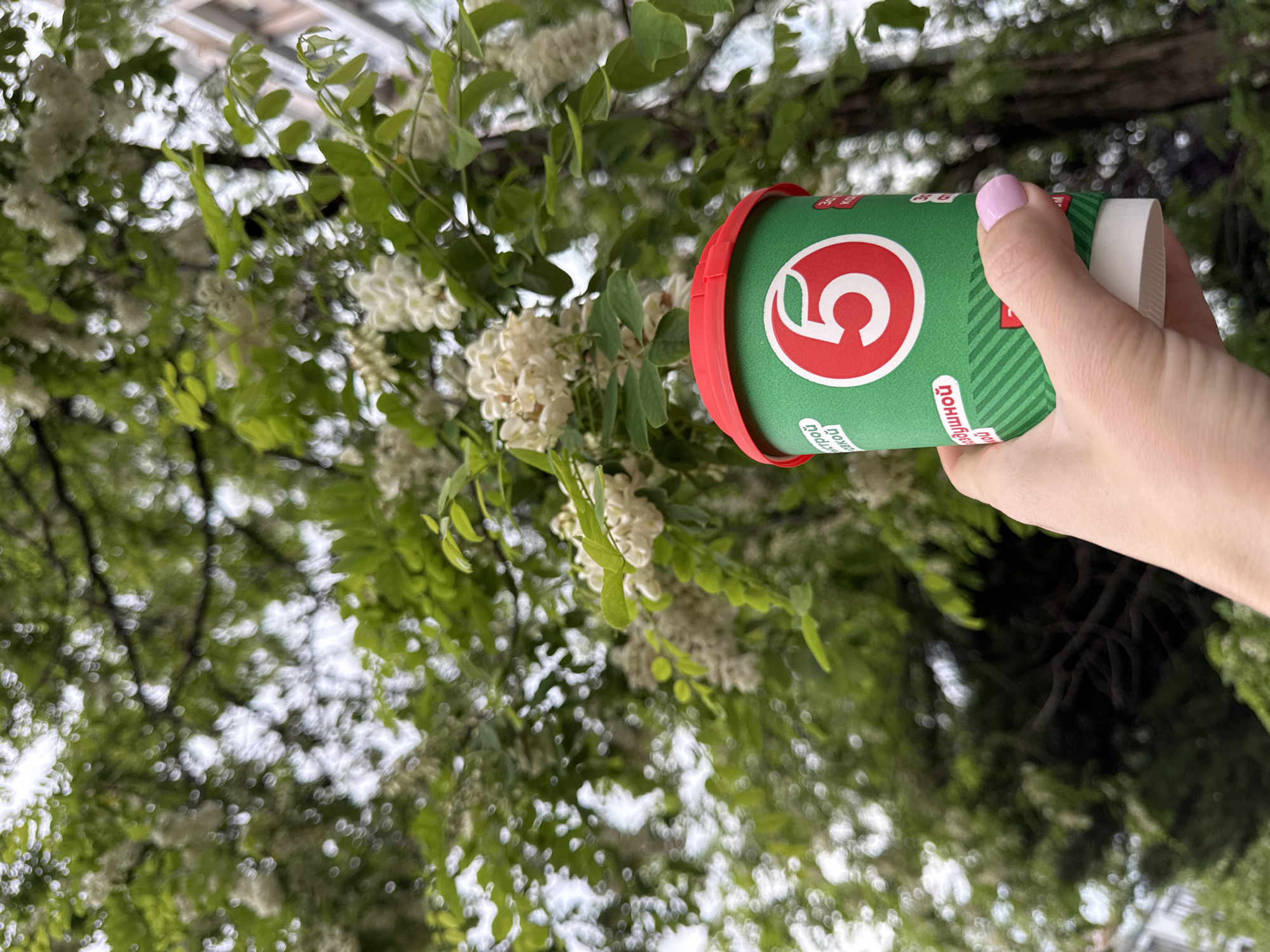A hand holds a green and red container with the number "5" on it, against a backdrop of a tree with white flowers and green leaves. The location is Sochi, Russia. The hand has a light pink fingernail polish. The container is partially obscured by the flowers and leaves of the tree. The tree is in full bloom, with clusters of white flowers hanging from its branches. The sky is visible through the branches of the tree.
