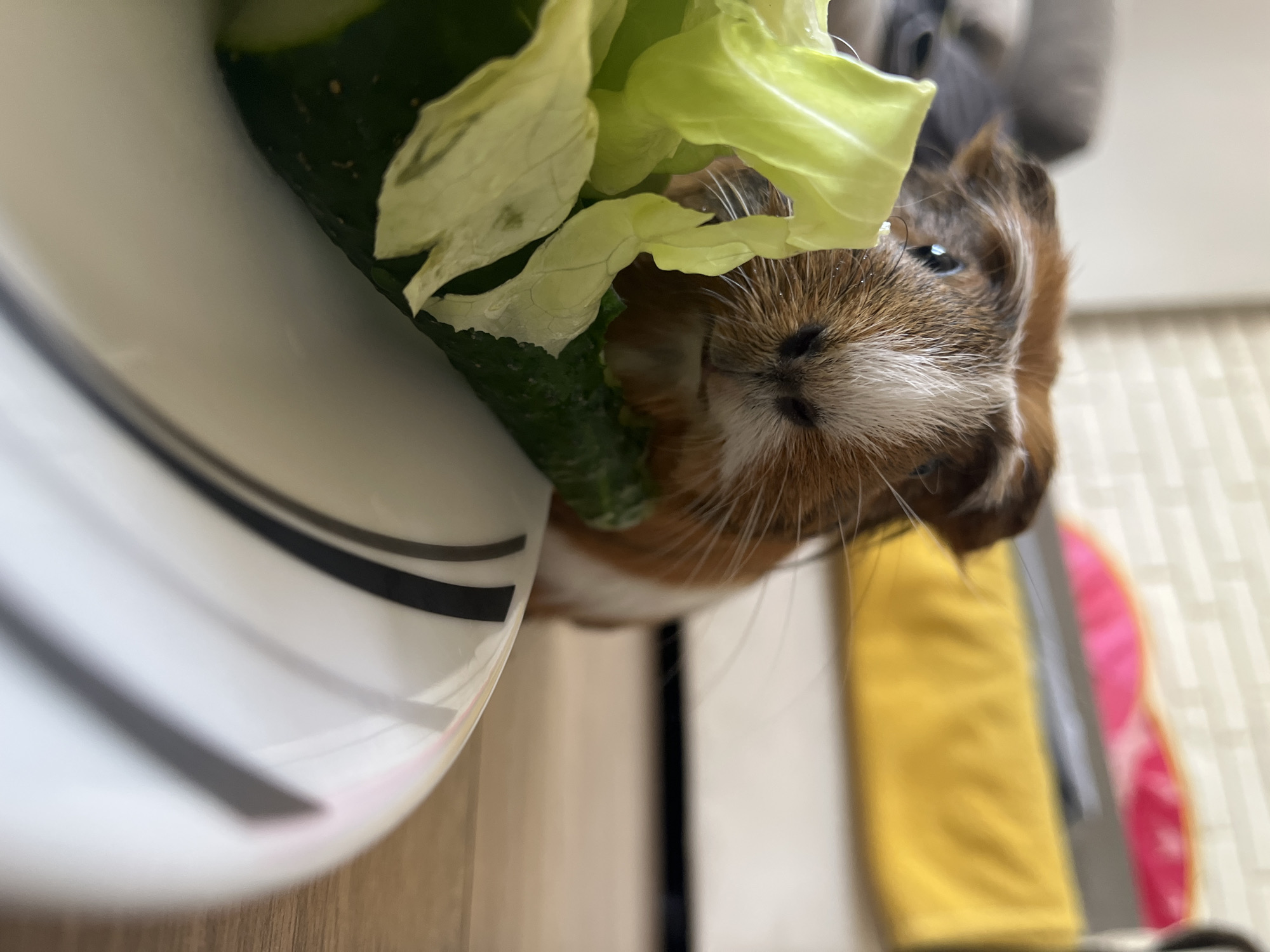A guinea pig is the subject of this close-up, high-angle shot. It is nestled amongst pieces of cucumber and lettuce leaves, suggesting it is eating. The guinea pig has brown and white fur and its eyes are closed, possibly indicating it is enjoying its meal. The food is placed on a white plate with black and gray stripes. The background is out of focus and appears to be a domestic setting with a wooden surface and some colorful items. The lighting suggests it might be daytime indoors.