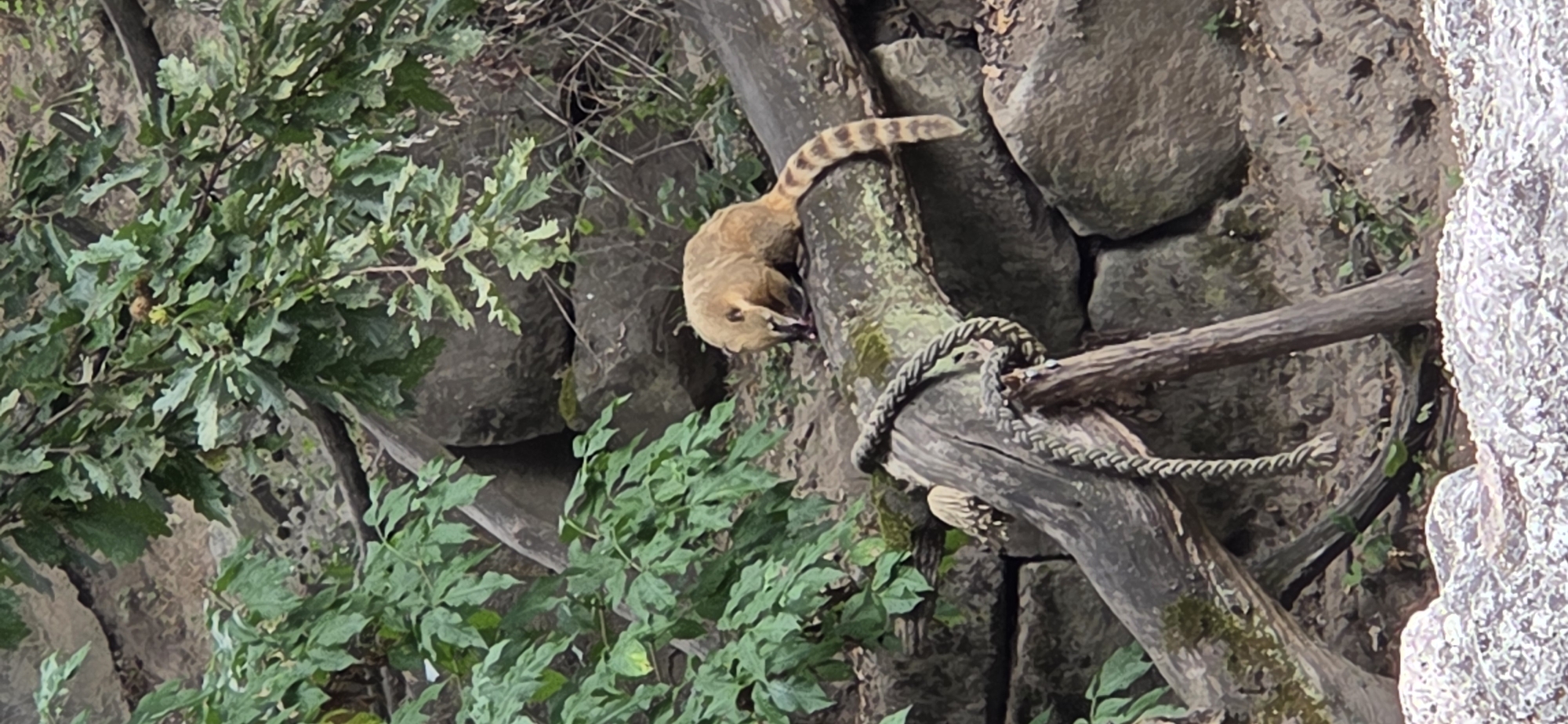 A coati with a ringed tail is perched on a fallen tree trunk. The coati is light brown with darker stripes on its tail and is facing downwards, appearing to eat something. The trunk it is on is rough and textured, with a thick rope coiled around a vertical section of it. Behind the trunk, large grey rocks are piled up, and in the background, lush green foliage is visible, with large oak leaves and branches. The scene appears to be a naturalistic enclosure, possibly within a zoo, with elements designed to mimic a wild habitat. This image was taken at the Karlsruhe Zoo in Germany.