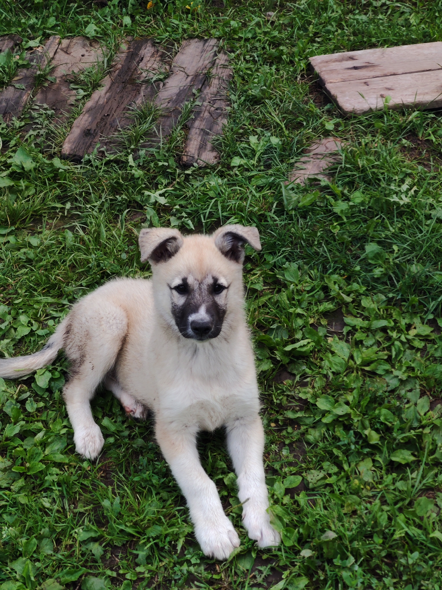 A light-colored puppy with dark markings around its eyes and on its snout sits on a patch of green grass. To the upper left of the puppy, weathered wooden planks are laid out on the grass, some partially covered by vegetation. To the upper right, a single wooden plank rests on the grass. The environment appears to be an outdoor area, possibly a yard, with the ground covered in grass and some scattered debris. The image captures a close-up view of the puppy and its immediate surroundings. The location is specified as Kuyeda, Russia.