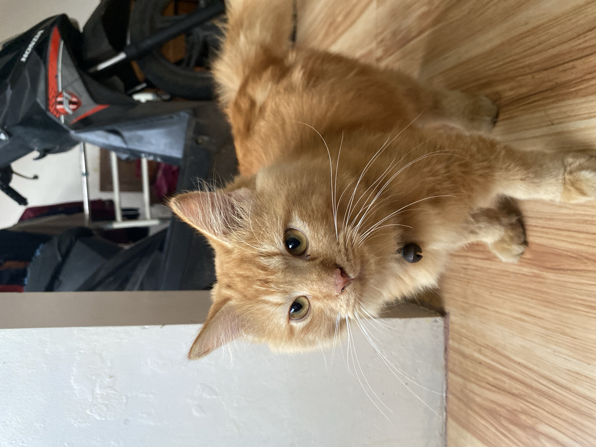 A ginger cat with long fur and a bell collar stands on a wooden floor in what appears to be an indoor or semi-outdoor space. The cat is facing the camera with its head turned slightly to the left. Behind the cat, a black and red motorcycle is partially visible, along with some shelving units. A white wall is on the left side of the image. The scene is lit by natural light, casting soft shadows. The location is identified as Depok, Indonesia.