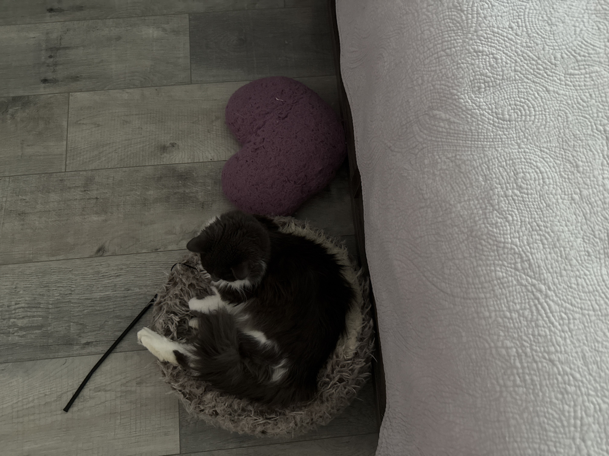 A domestic short-haired cat with grey and white fur is curled up asleep in a round, fluffy pet bed. Next to the pet bed is a plush, purple, heart-shaped pillow. The objects are situated on a light grey wood-plank floor. In the foreground, a textured white blanket or comforter is visible. The scene appears to be indoors, likely in a residential setting within Bellmore, United States of America.
