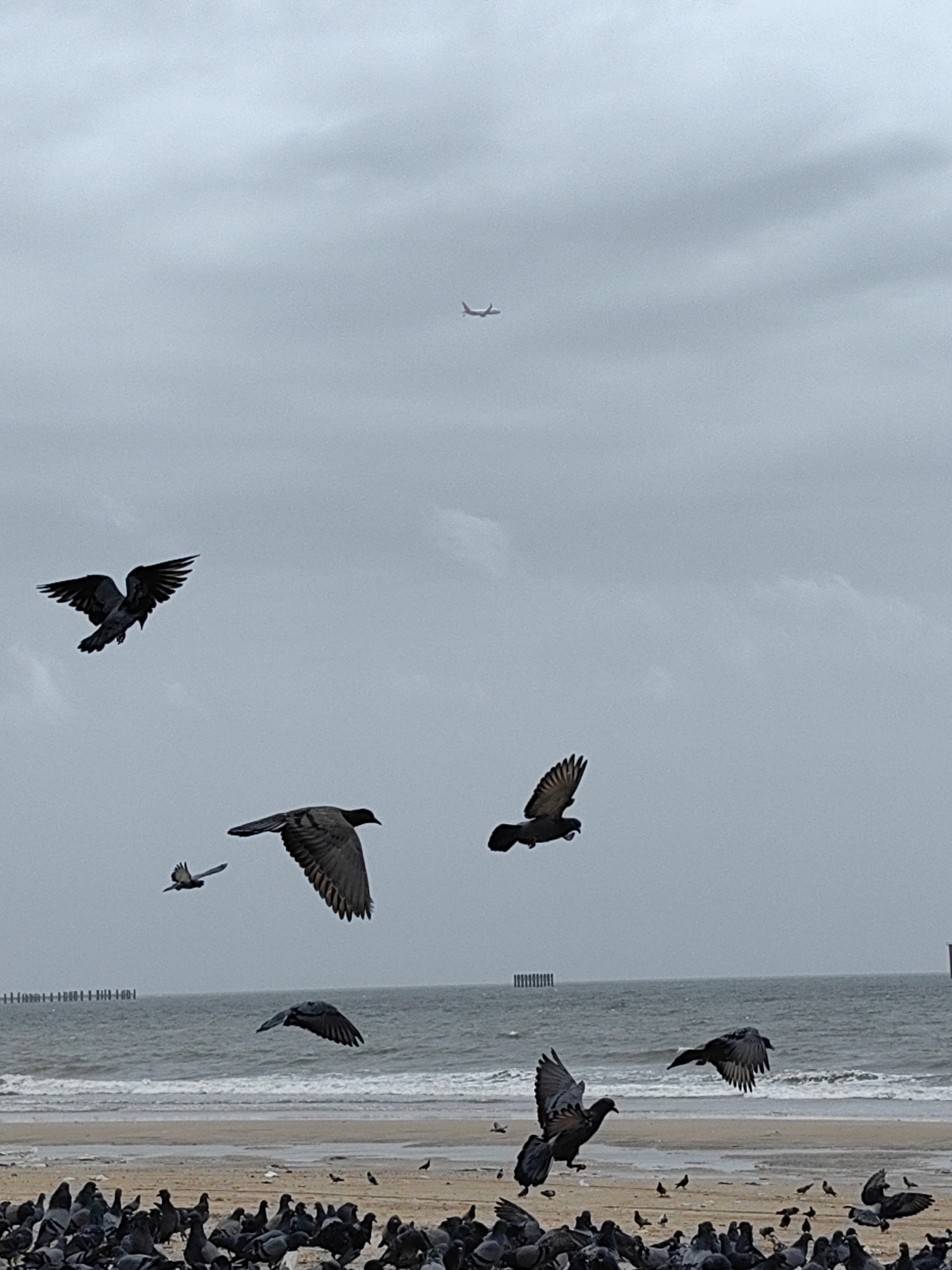 This image depicts a flock of pigeons on a sandy beach, with the ocean and a hazy, overcast sky in the background. In the sky, a distant airplane is visible. The pigeons are the primary subjects, with some in flight and others gathered on the sand. The environment appears to be a public beach, with remnants of debris scattered on the sand. There are no people visible in the scene. The scene is devoid of any specific Mumbai landmarks or identifying features.