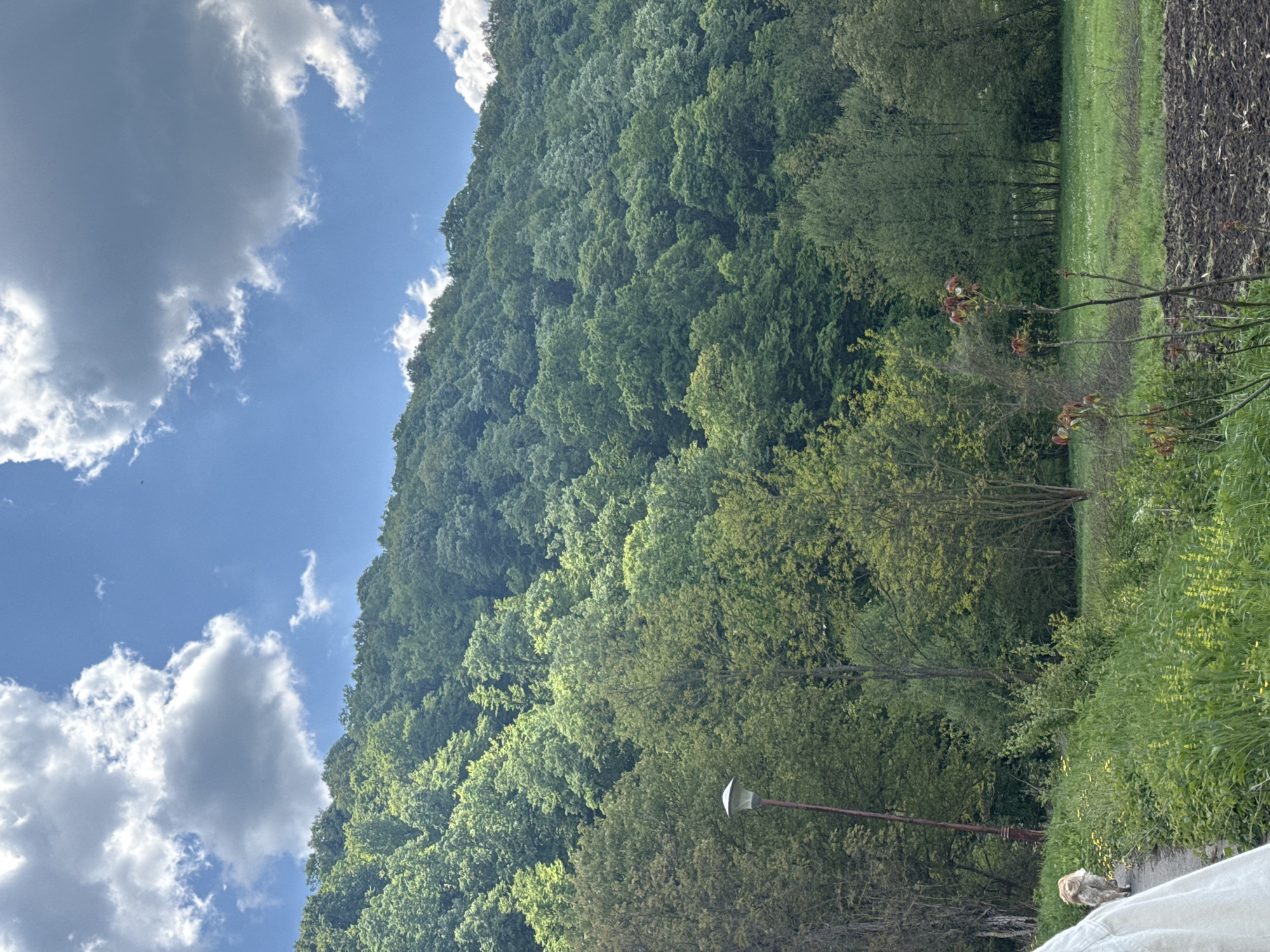 The image shows a landscape in Klinci, Serbia. A densely forested hillside occupies the central and upper left portion of the frame, with a bright blue sky containing cumulus clouds visible above. In the foreground, there's a narrow dirt or paved path with green vegetation and grass lining it. A light pole is visible amidst the trees along the path. A light-colored dog is lying or sitting at the edge of the path near the bottom right. A section of cultivated, dark soil or field is visible to the right of the trees on the right side of the image.