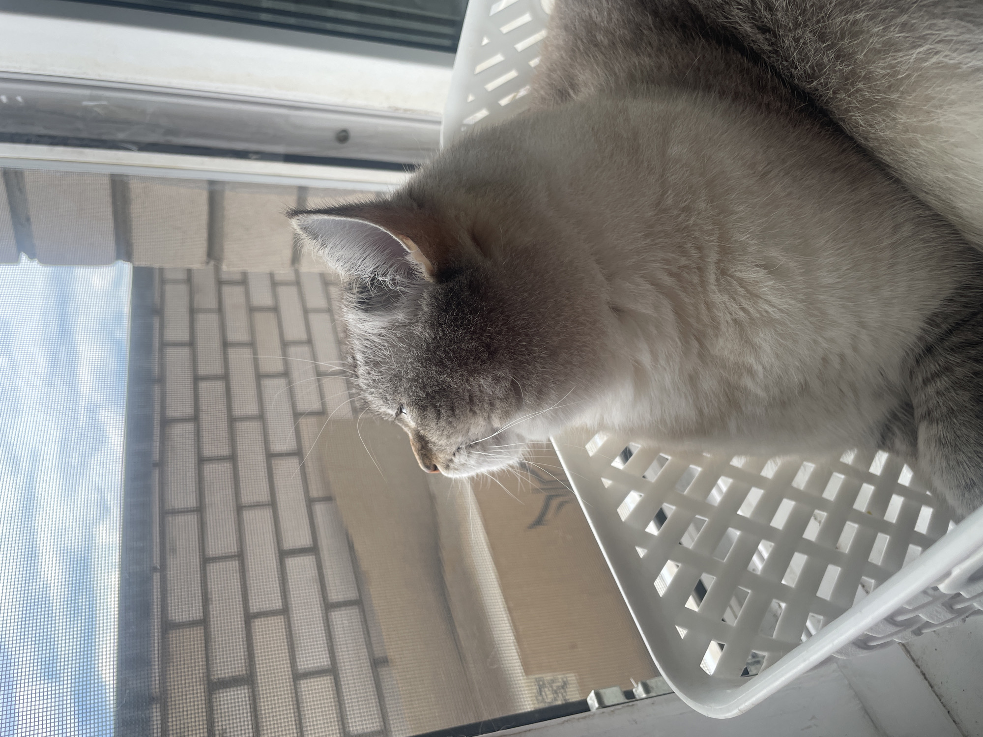 A domestic cat with grey and white fur is sitting in a white plastic woven basket. The cat is looking out of a window. Outside the window, a brick wall is visible, and beyond that, the sky with clouds and a mesh screen. The scene appears to be indoors, near a window. No specific location in Votkinsk, Russia can be identified from the image.