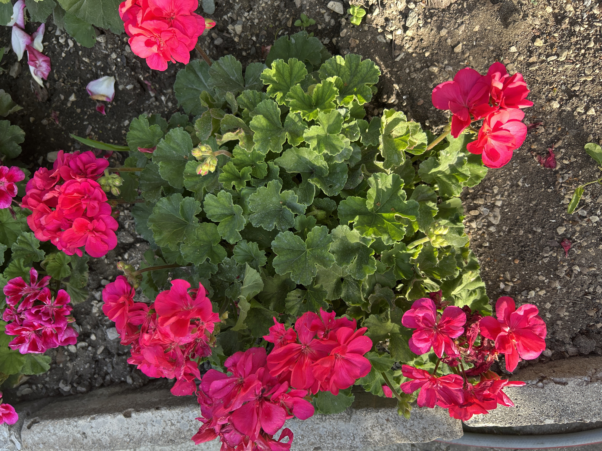 A vibrant cluster of fuchsia geraniums is shown growing in the dirt, with some scattered petals on the ground. The flowers are in various stages of bloom, with some fully open and others still in bud. The leaves are a deep green and appear healthy. The scene is lit by sunlight, creating shadows on the ground and highlighting the colors of the flowers. The image appears to have been taken outdoors, likely in a garden or park. The presence of a concrete curb suggests an urban setting. Without additional context, it is impossible to pinpoint the exact location within Gelendzhik, Russia.