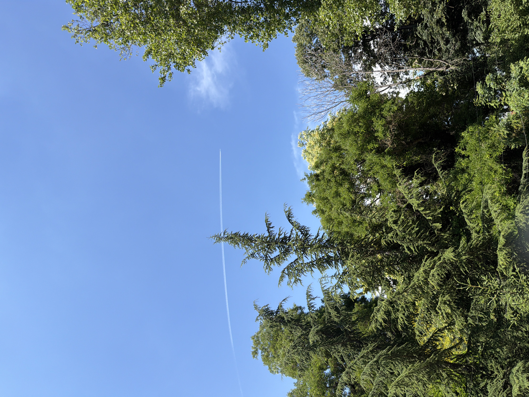 An aerial shot captures a clear, bright blue sky over the city of Pazardzhik, Bulgaria, on a sunny day. A thin, white contrail from an airplane streaks across the sky from the left to the right. The lower portion of the frame is filled with a dense canopy of green trees. In the foreground, several large evergreen trees dominate the scene, their branches heavy with foliage. Behind them, other trees with lighter green and some yellowish leaves are visible, creating a layered effect. The foliage is lush and healthy, indicating a warm season. The overall impression is a serene natural landscape under a vast, cloudless sky, suggesting a peaceful, perhaps suburban or park-like setting within Pazardzhik.