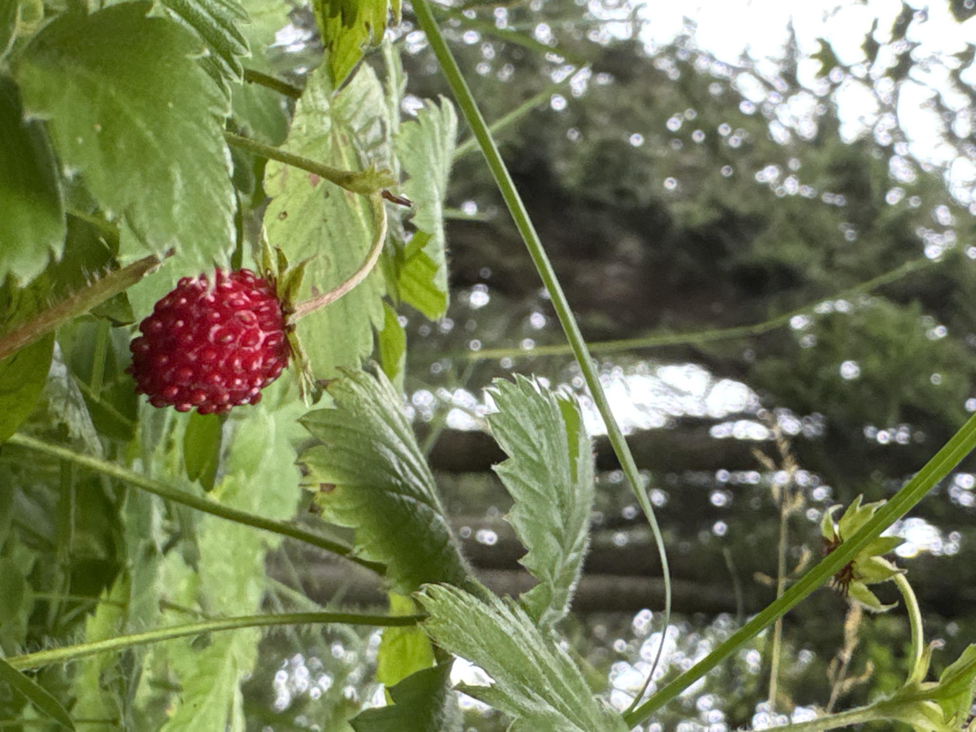 A wild strawberry, ripe and red, hangs from a thin stem amidst lush green foliage. The strawberry is a vibrant, textured red, with numerous small seeds dotting its surface. Its leaves are serrated and a rich green, with a slightly fuzzy texture visible in places. In the background, a soft, blurry forest scene unfolds, with tall trees and dappled sunlight creating an impressionistic effect. The scene appears to be in the vicinity of Lendži, Latvia, suggesting a natural, possibly rural or wooded environment.