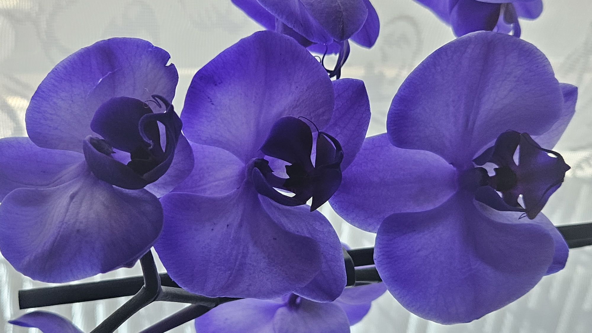 This is a close-up, vertical, eye-level photograph of a cluster of purple orchids. The flowers are in various stages of bloom, with their petals unfurled. The central orchid is the most in focus, showcasing the intricate details of its dark purple center and delicate, translucent petals. The lighting highlights the texture and subtle variations in color of the petals, which range from a vibrant violet to a softer lavender. The background is softly blurred, revealing a light-colored, possibly sheer curtain or blind, creating a gentle contrast to the rich hues of the orchids. The image does not contain any elements that would place it in a specific city, including Bratislava, Slovakia. There are no people, actions, or interactions depicted.