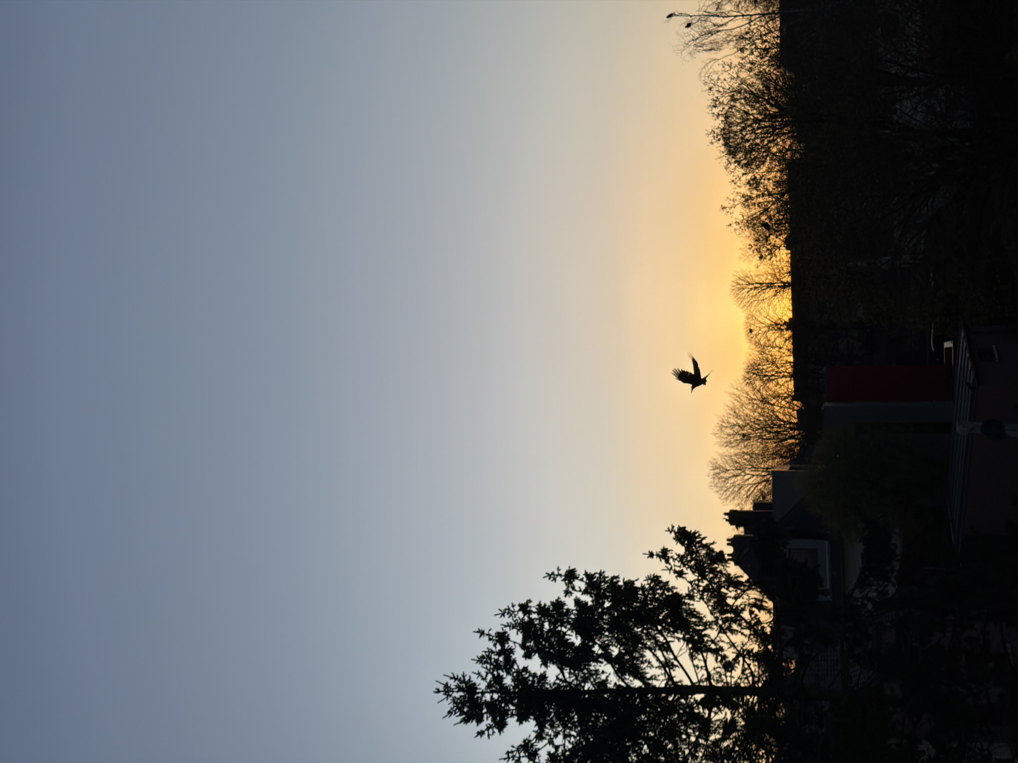 The image shows a silhouette of a bird flying in the sky during a sunset in Esch-sur-Alzette, Luxembourg. The sky transitions from a light blue to a golden-yellow near the horizon. The silhouette of trees and buildings occupy the right side and bottom of the frame.