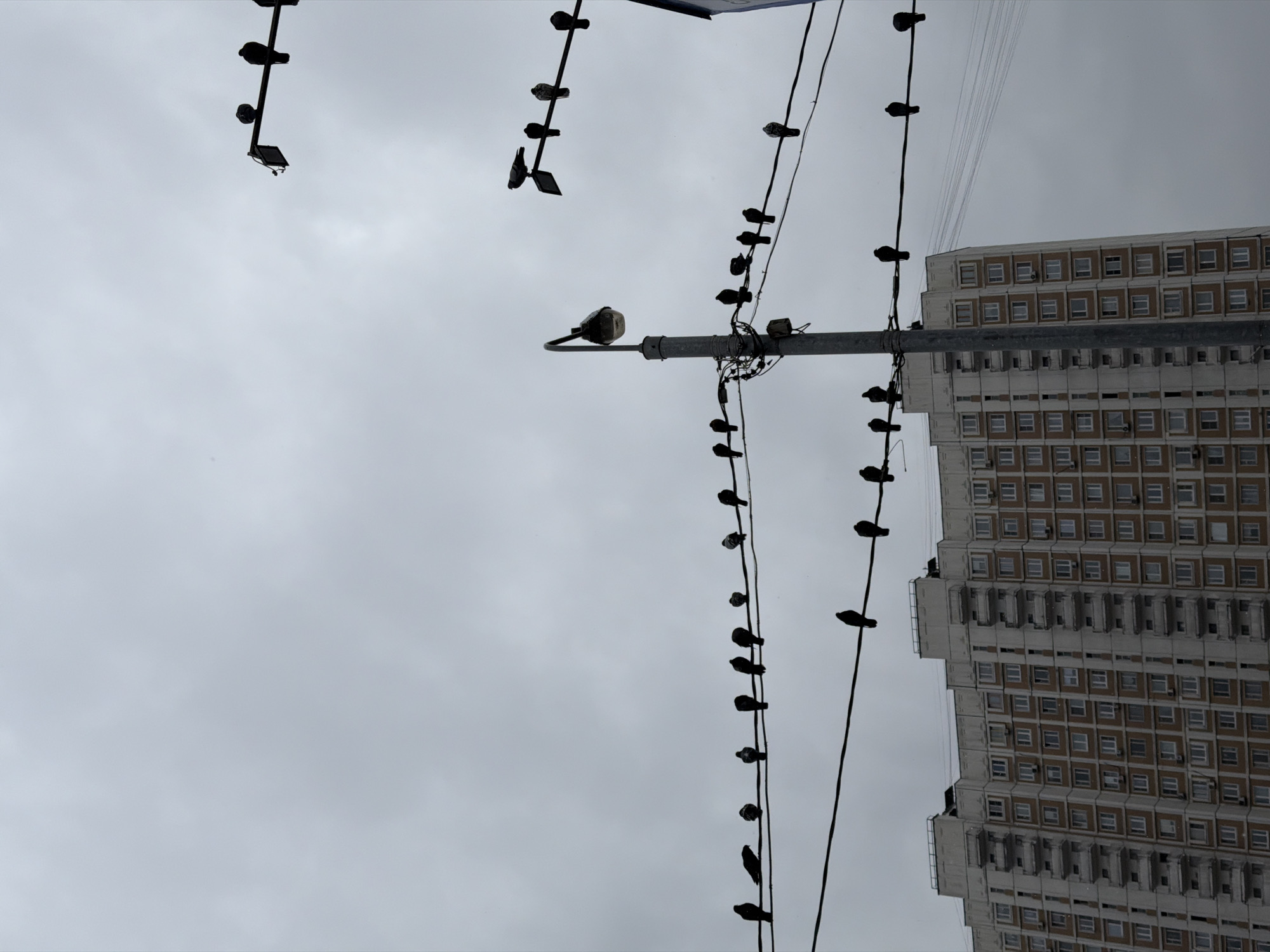 An overcast day in what appears to be Moscow, Russia. The image is taken from a low angle, looking up towards an apartment building with many windows and a square facade, common in Soviet-era architecture. Several electrical wires are strung across the sky, with numerous birds perched along them. A street lamp extends from a utility pole, also hosting some of the perched birds. The sky is a uniform grey, with no distinct features or light variation.