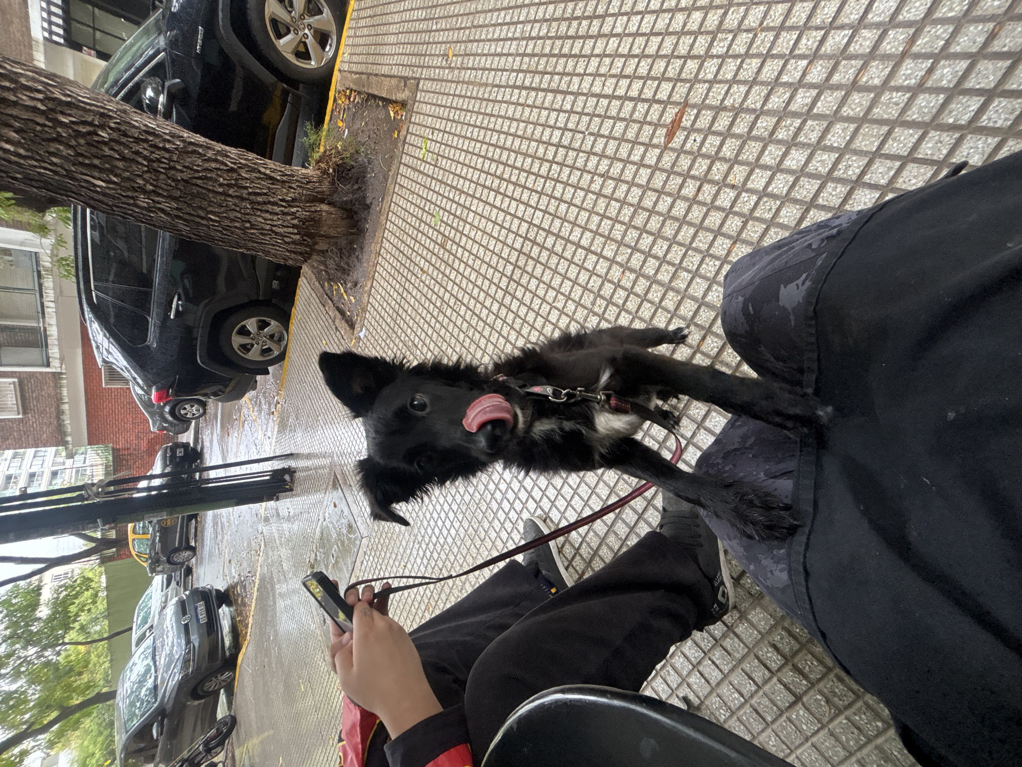 The image, captured from a first-person perspective, features a person and a black dog on a city sidewalk in Buenos Aires, Argentina. The person is seated, visible from the waist down, wearing dark pants with a subtle camouflage pattern and dark sneakers. Their left hand holds a smartphone, and they appear to be holding the dog's leash with their right hand. A black chair or bench is partially visible in the bottom right, suggesting the person is taking a rest.
The dog, a medium-sized black breed with patches of white fur on its chest and paws, is the central subject. It looks directly at the camera with its tongue playfully extended, wearing a collar with a red leash attached.
The setting is an urban street. The sidewalk is paved with light-colored, square-patterned tiles. A thick tree trunk stands to the left, separating the sidewalk from the street. The ground around the tree and parts of the street appear wet and muddy, indicating recent rainfall. Parked cars line the street, including a black SUV close to the sidewalk, a grey Volkswagen, and a yellow and black taxi further down. Buildings are visible in the background. The scene occurs during daytime, likely under overcast conditions or after a recent shower. The dog's playful expression contributes to a relaxed and casual mood. No discernible text is clearly visible on any objects.