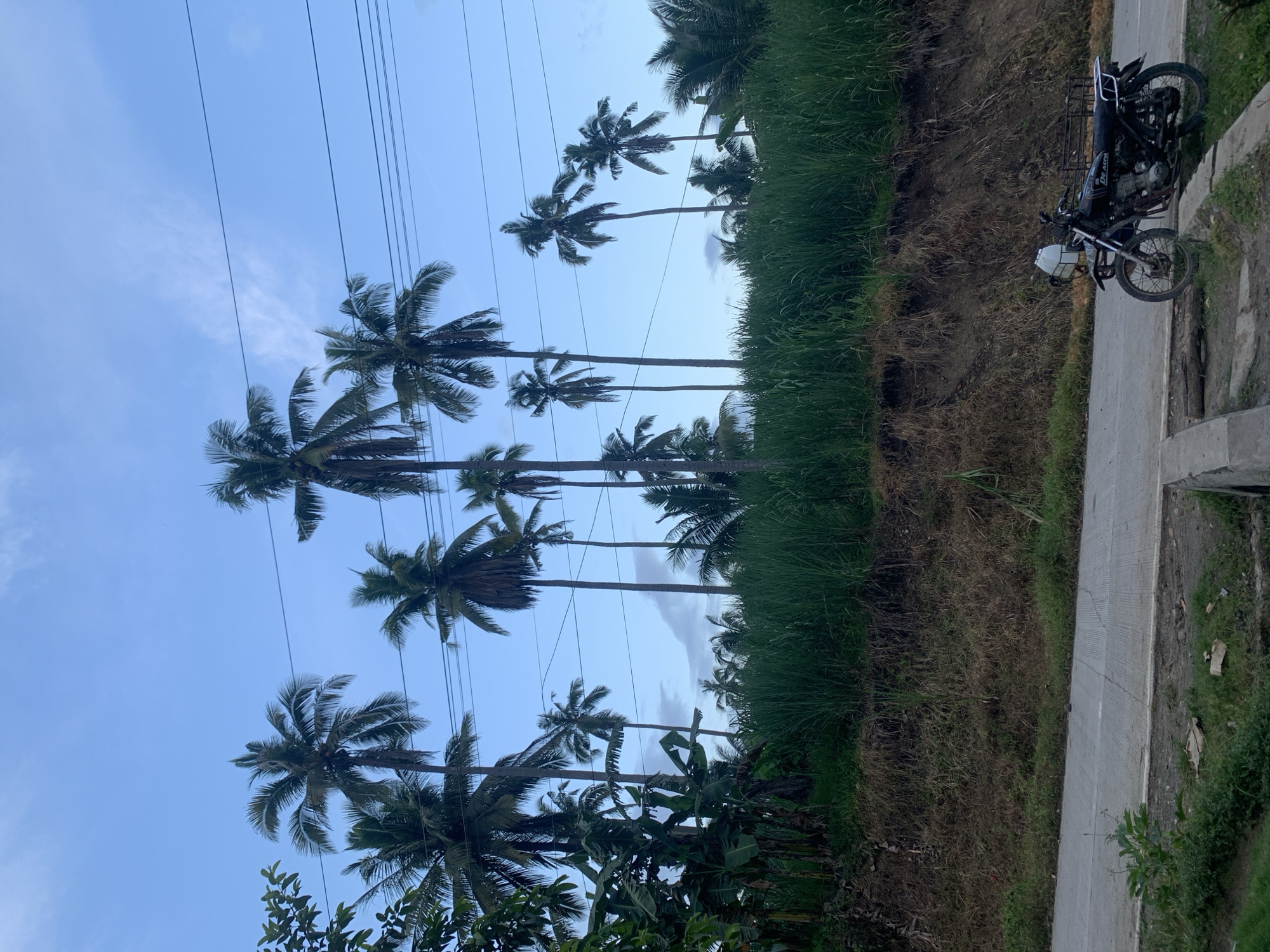 The image depicts a roadside scene in Kiblawan, Philippines. A dark-colored motorcycle is parked on the side of a paved road, with a large white container attached to its rear. Tall grass and vegetation grow on an embankment behind the motorcycle. Dominating the background are numerous tall palm trees, silhouetted against a pale blue sky with scattered clouds. Power lines are visible strung between poles above the palm trees. The overall scene suggests a rural or semi-rural environment in the Philippines.