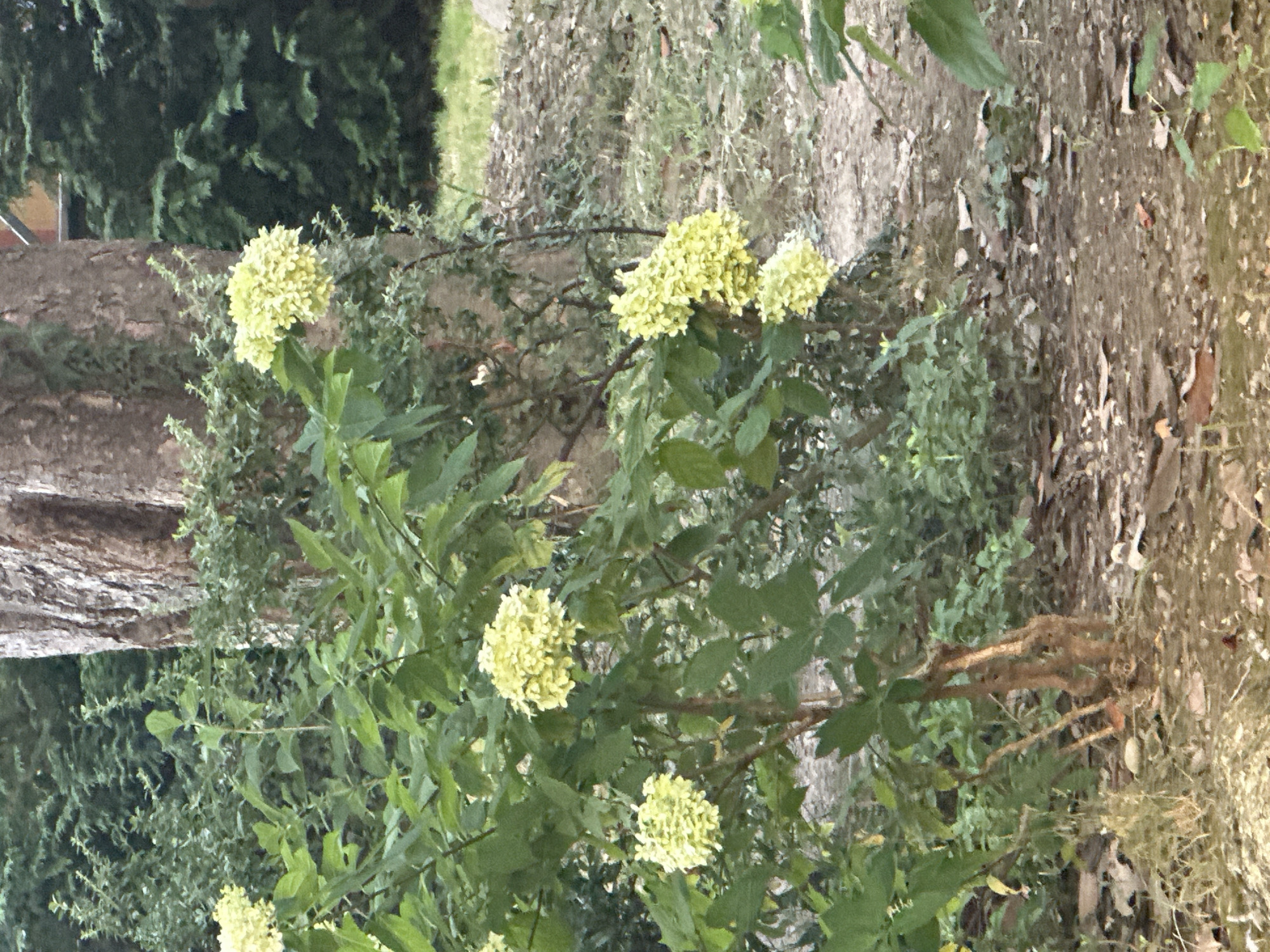 A medium shot captures a cluster of light yellow hydrangeas in full bloom against a backdrop of lush green foliage and a large tree trunk. The hydrangeas are the focal point, with their dense, conical flower heads cascading from leafy branches. Behind them, the rough, textured bark of a mature tree provides a natural vertical element. The ground is covered with fallen leaves and dry grass, suggesting an outdoor setting. The overall impression is one of a peaceful, natural scene, likely in a park or garden. The image was taken in the city of Sochi, Russia.