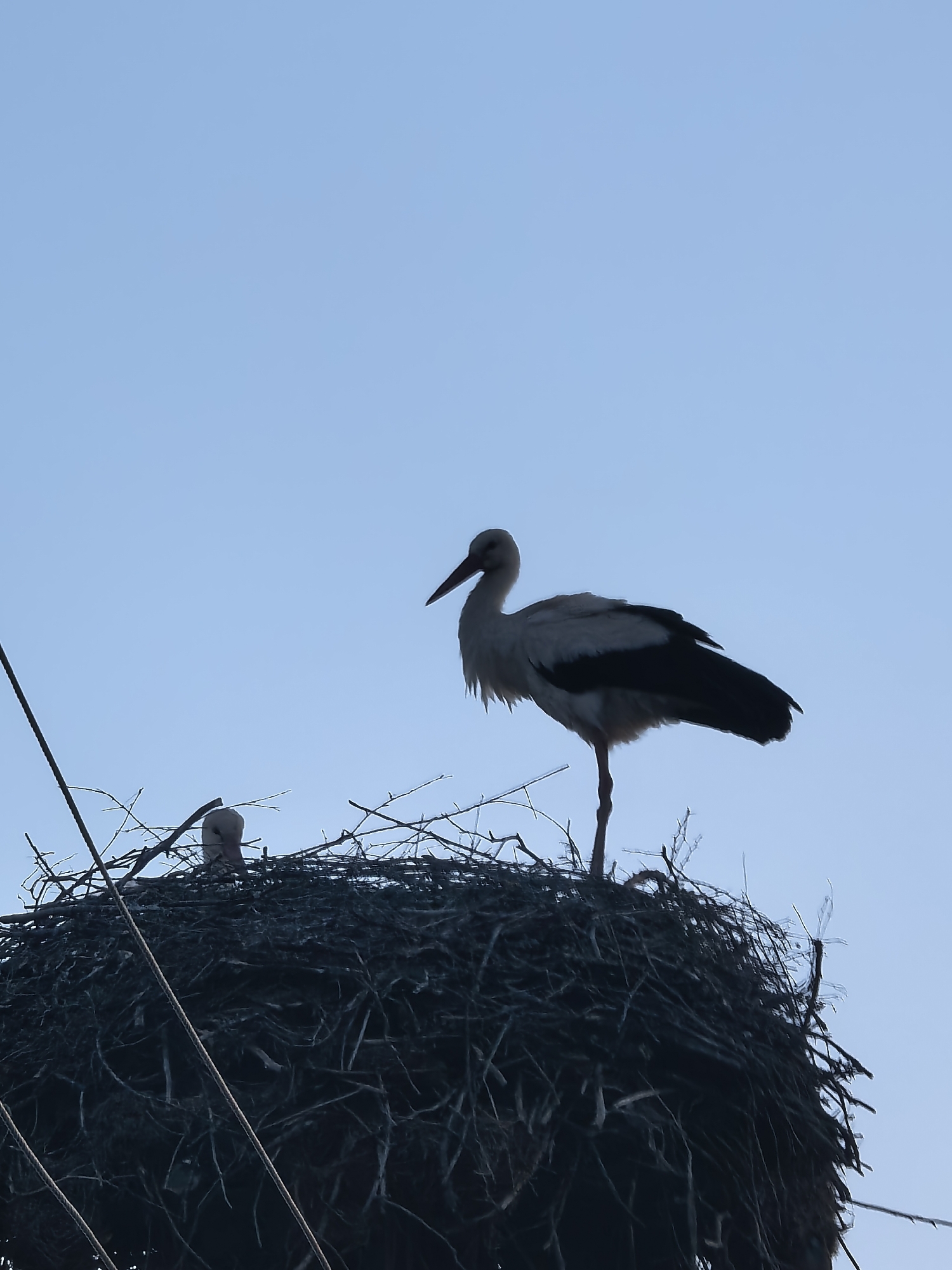 A stork is perched on a large nest made of sticks and twigs, while another stork is partially visible inside the nest. The background is a clear, light blue sky. A power line is partially visible on the left side of the frame.