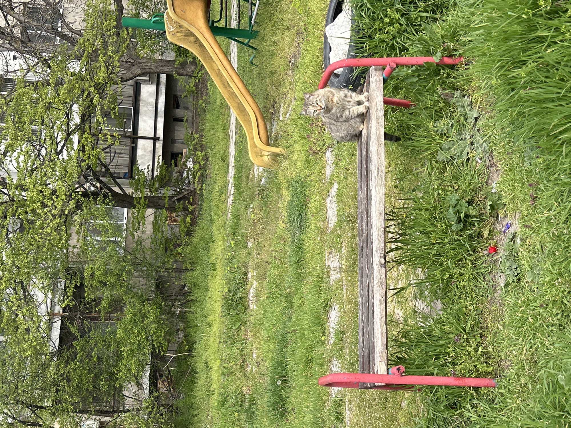A domestic cat sits on a wooden seesaw in a grassy area next to a playground slide. The playground is likely in a residential area in Plovdiv, Bulgaria, given the appearance of surrounding apartment buildings and trees. The seesaw is constructed of weathered wood with red metal supports. The cat is grey and tabby-colored, with its attention directed towards the camera. The playground slide is yellow and green. The grass is unkempt, with some taller patches, and there are signs of litter. The scene is captured during daylight hours, and the lighting suggests either morning or late afternoon.