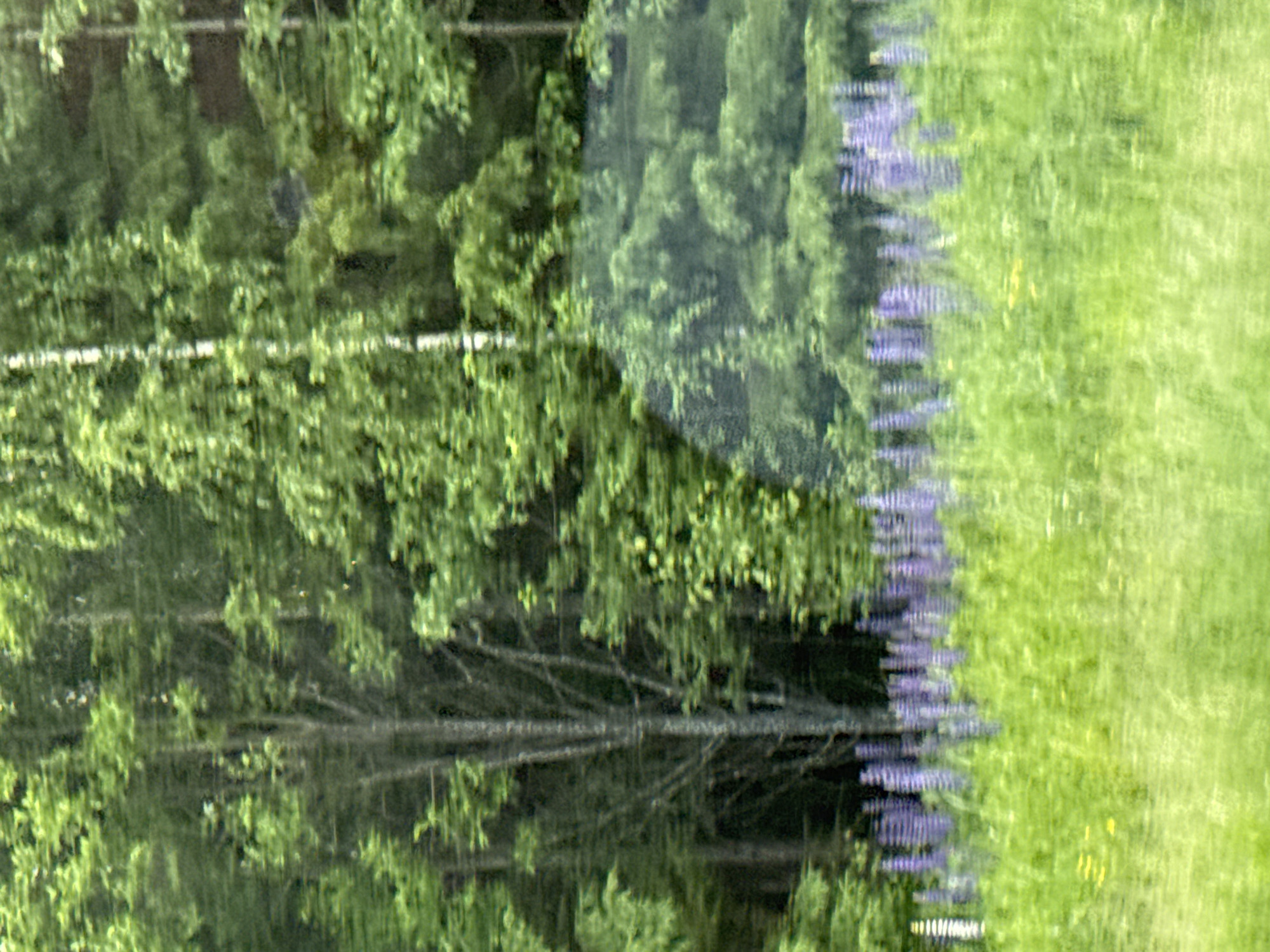 This is a vertical, medium-shot, motion-blurred photograph of a field of purple lupine flowers in Gari, Russia. The flowers are in the foreground, with trees and foliage in the background. The image is taken from a moving vehicle, as evidenced by the streaks of light and motion blur. The lupine flowers are a vibrant purple, and they are clustered together in tall spikes. The trees in the background are green and lush, and they are spaced closely together. The sky is not visible in the image. The overall impression of the image is one of natural beauty and serenity.
