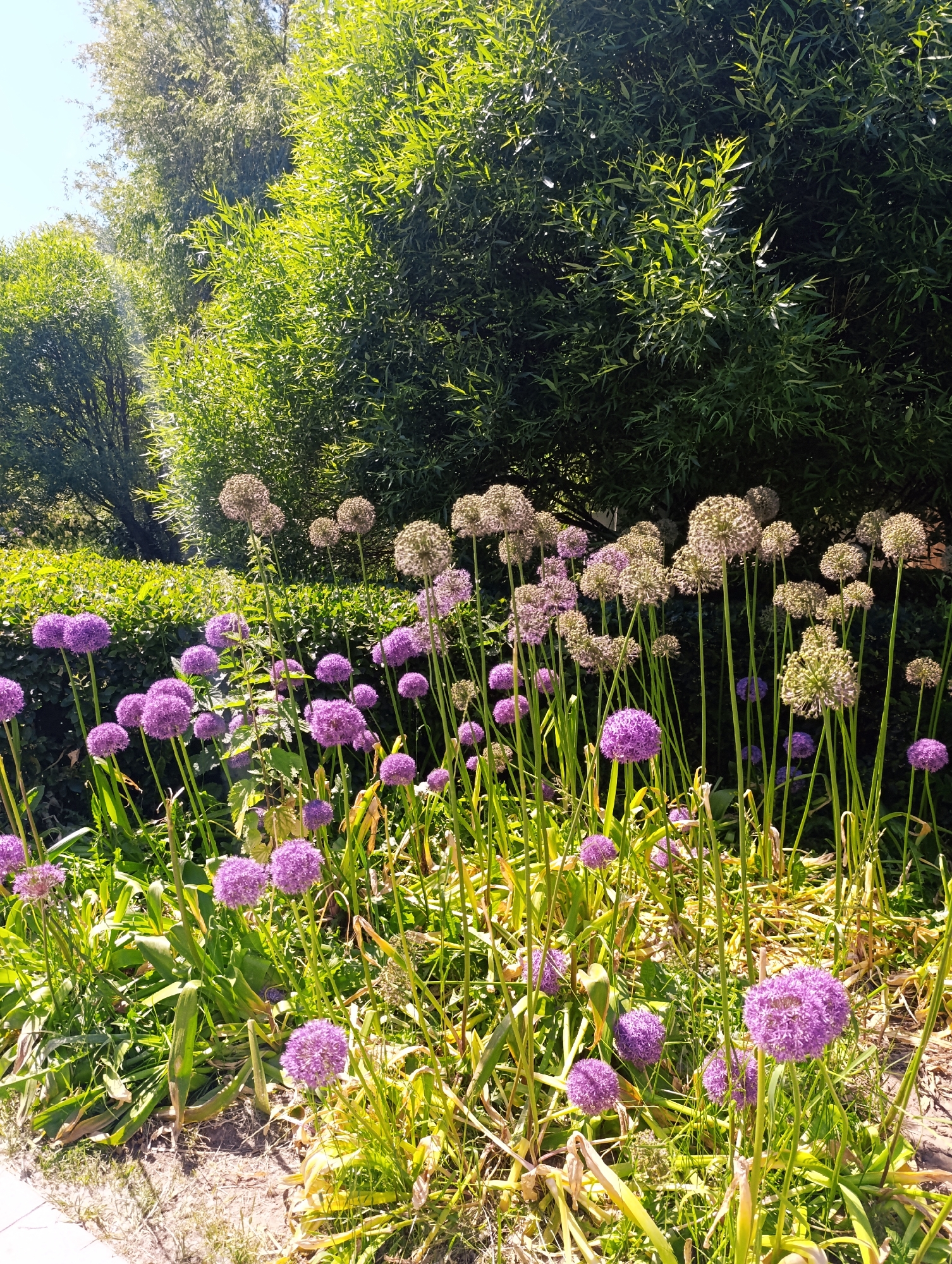 A vibrant outdoor garden bed is depicted in the city of Unknown, Unknown, under bright daylight. The primary subjects are numerous spherical Allium flowers displaying shades of vibrant purple and muted greenish-beige, indicative of various stages of bloom. These flowers are supported by slender, erect green stalks of varying heights, creating a dense cluster that dominates the midground. Some alliums exhibit tightly packed, deep purple florets, while others appear as lighter, more open seed heads.
The background features a dense mass of bright green deciduous foliage, likely comprising willow or similar fast-growing trees/shrubs, some with darker, more shadowed areas behind the flowers. A manicured green hedge is visible at a lower elevation behind a portion of the alliums. Above the left side of the foliage, a clear blue sky is visible.
The immediate foreground shows patches of dry, light-brown soil interspersed with the alliums' basal green foliage, some of which exhibit browning tips. A light-colored concrete or stone border is visible along the bottom-left edge, suggesting a pathway or garden bed perimeter. The scene is bathed in direct sunlight, creating strong highlights on the upper foliage and casting deep shadows within the denser shrubbery. No people or animals are present.