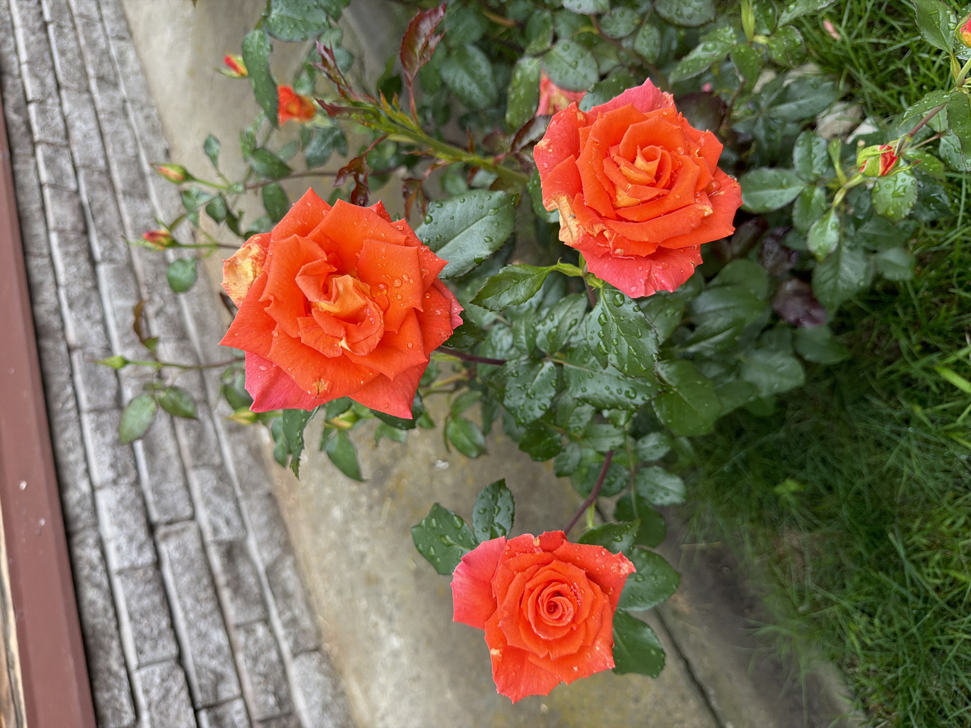 In this high-angle shot, a cluster of vibrant orange roses with yellow undertones is the central focus. The roses, some fully bloomed and others in bud, are adorned with water droplets, suggesting recent rain. The foliage is a deep green, also glistening with water. To the left of the roses, a section of a textured pathway made of grey bricks is visible, bordered by a reddish-brown edge. The right side of the image transitions into lush green grass. The lighting appears soft, indicative of an overcast day, possibly early morning or late afternoon. There is no visible text in the image. The scene evokes a sense of natural beauty and freshness, enhanced by the post-rain ambiance. The setting appears to be an outdoor garden or walkway area.