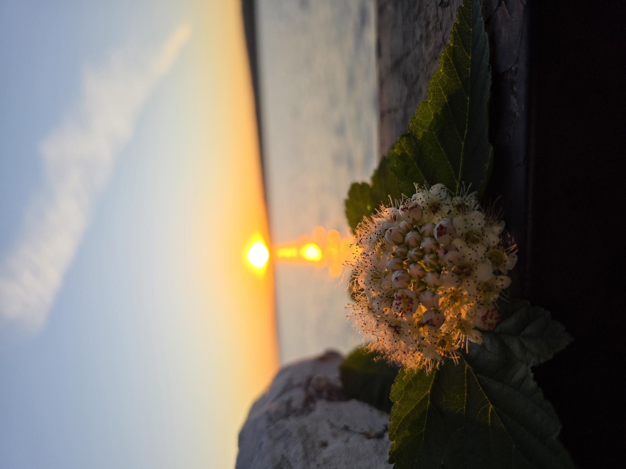 An outdoor, close-up shot captures a cluster of small white flowers with green leaves in the foreground, illuminated by the golden light of a sunset. A large, rough-textured grey rock is visible to the left of the flowers. In the background, the sun is setting over a body of water, casting a shimmering reflection on the surface. The sky transitions from a pale blue at the top to a warm orange near the horizon, with a wispy cloud streak. The scene appears to be set on a waterfront, possibly a park or a walkway, with a wooden surface in the foreground. The location is identified as Chaikovsky, Russia.
