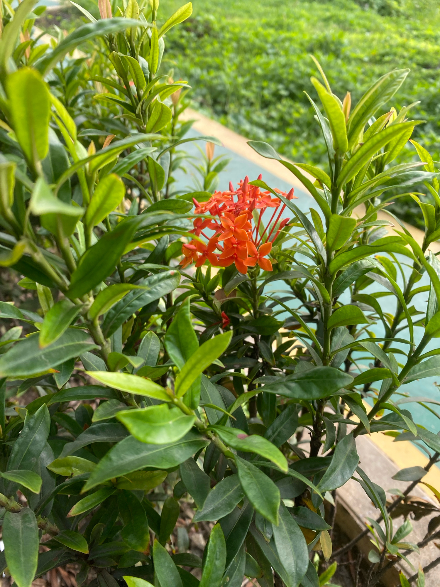 In Batam, Indonesia, a cluster of vibrant orange ixora flowers bloom amidst lush green foliage. The plant is situated outdoors, near a pathway with a light yellow edge and a teal surface. The background is a blur of green, suggesting a park or garden setting. The image is a close-up, focusing on the delicate details of the flowers and leaves. There are no people or animals visible in the scene.