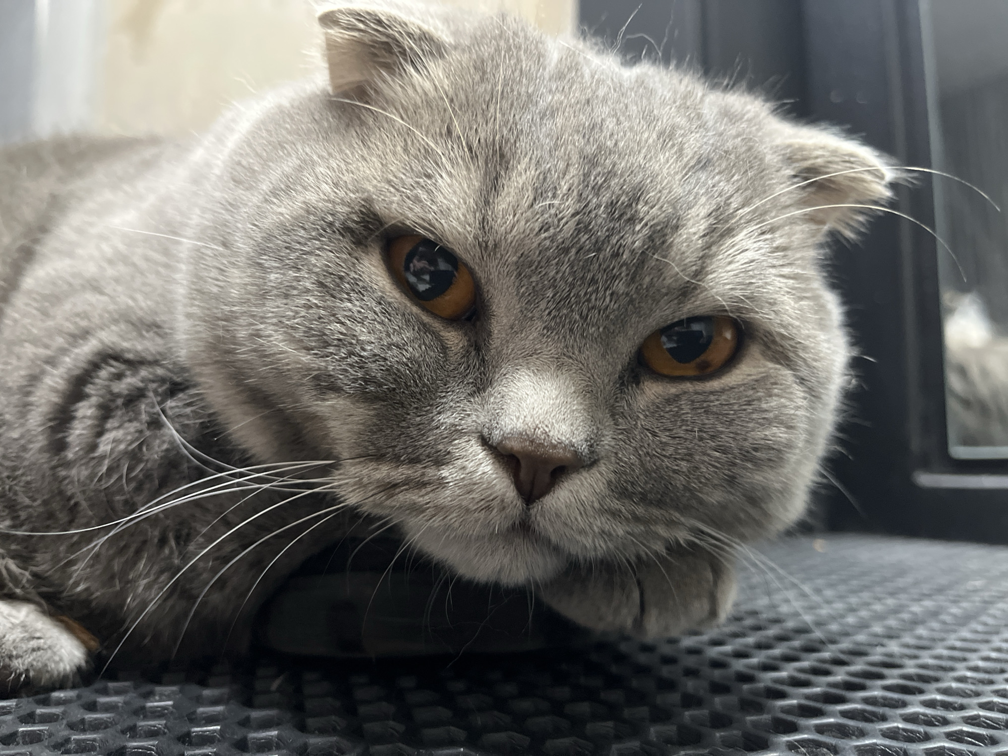 The image shows a close-up of a gray Scottish Fold cat lying on a black, textured surface. The cat's head is the primary focus, with its amber eyes open and gazing toward the viewer. Its ears are folded downwards, characteristic of the breed. The cat's whiskers are visible, extending from its cheeks. The surface beneath the cat appears to be a mat with a grid-like pattern. There is no evidence to support the claim that this image was taken in Chaikovsky, Russia.
