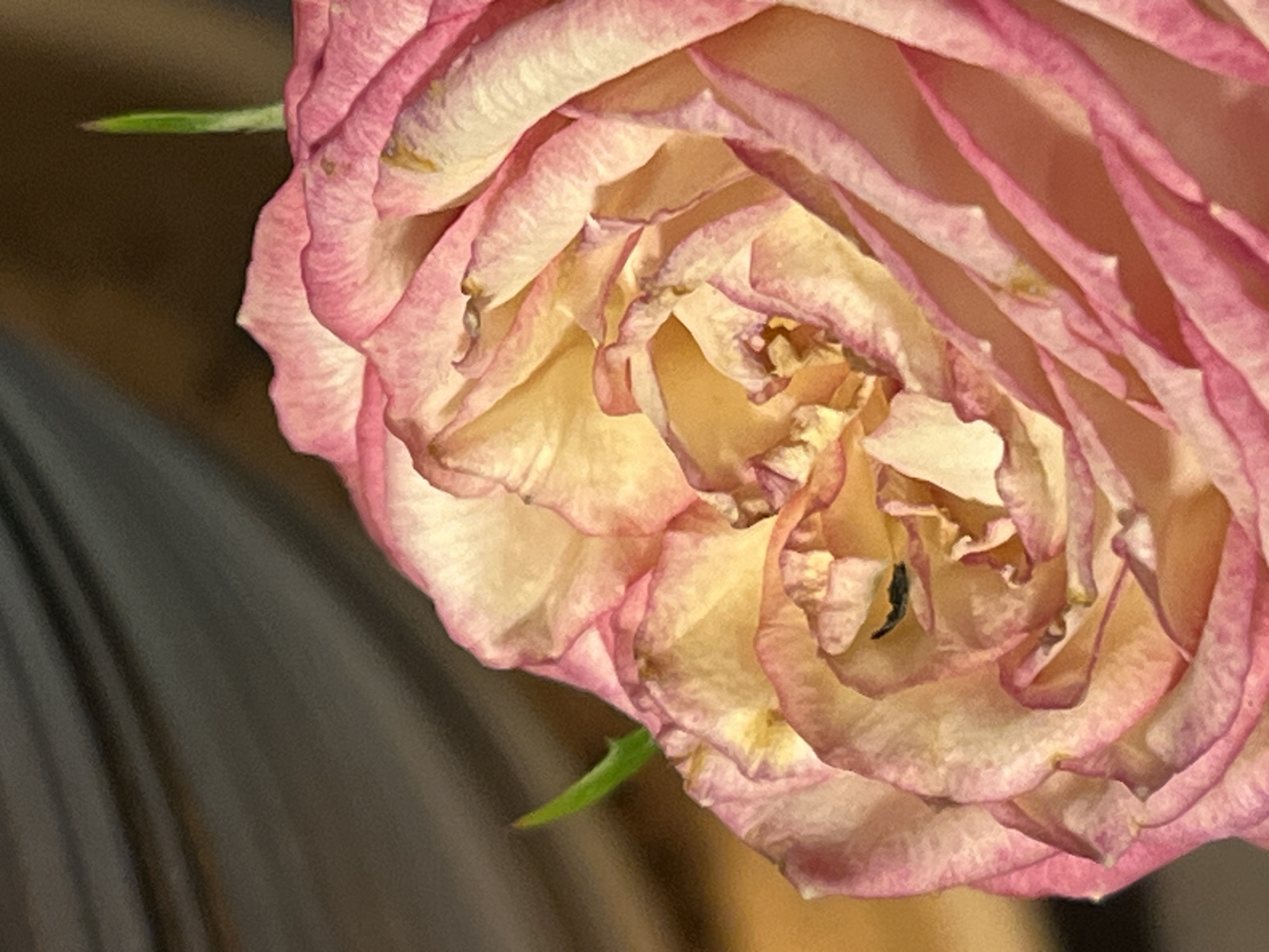The image shows a close-up of a pink and white rose. The petals are slightly crumpled and have some minor blemishes. A green stem is visible on the left side of the flower. The background is blurry and dark, suggesting the flower is indoors.