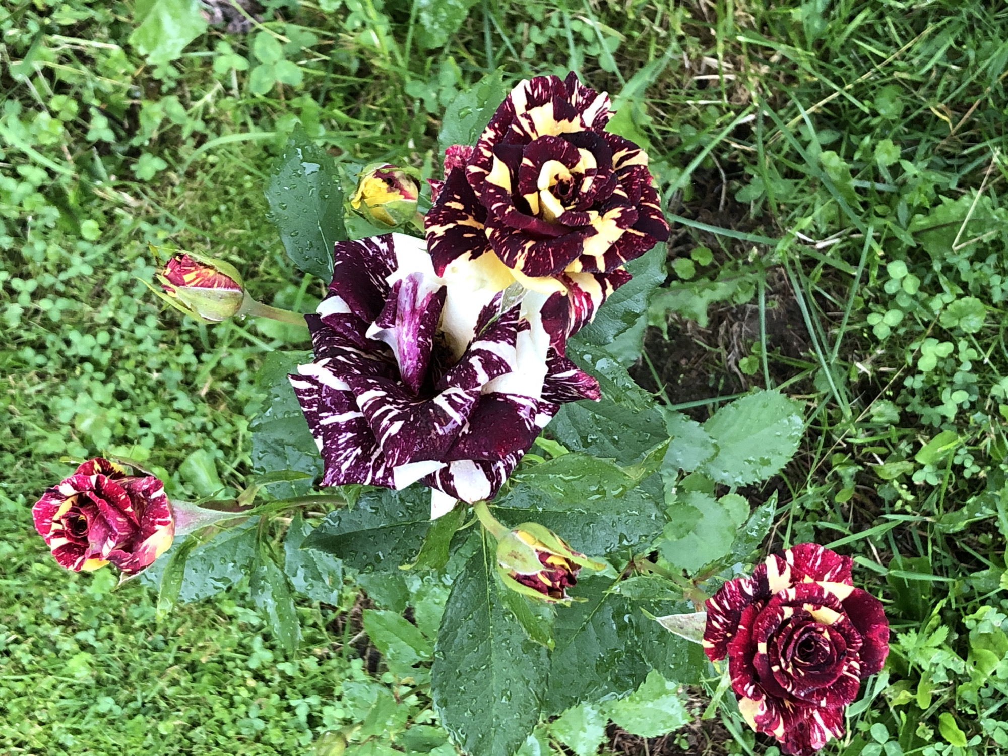A cluster of striped roses, with petals alternating between deep burgundy and creamy white, are shown in full bloom and bud. The roses are wet with what appears to be rain, with water droplets visible on the petals and lush green leaves. The flowers are situated in a garden setting, with a background of dense green grass and clover. One rose is in the foreground on the left, another large rose with prominent stripes is in the center, and a third rose with a yellow and burgundy striped pattern is to the right. Several buds are also visible, some partially open and revealing their colorful interiors. The image appears to have been taken outdoors, likely in a residential garden. The provided location of Zhukovo, Russia, suggests a temperate climate where such flowers would be cultivated. There are no people or animals present in the image.